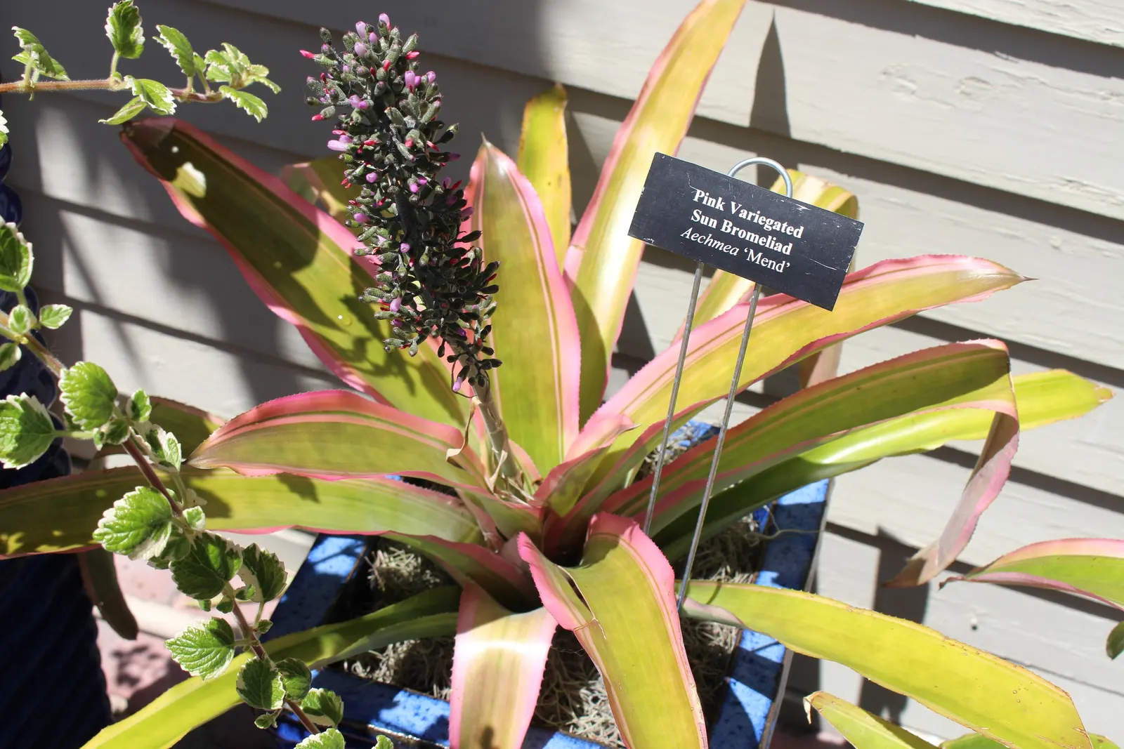 Aechmea Sun (Aechmea Blancheteana 'Sun') — rosette-forming foliage reaching heights of 3 feet and widths up to 2 feet