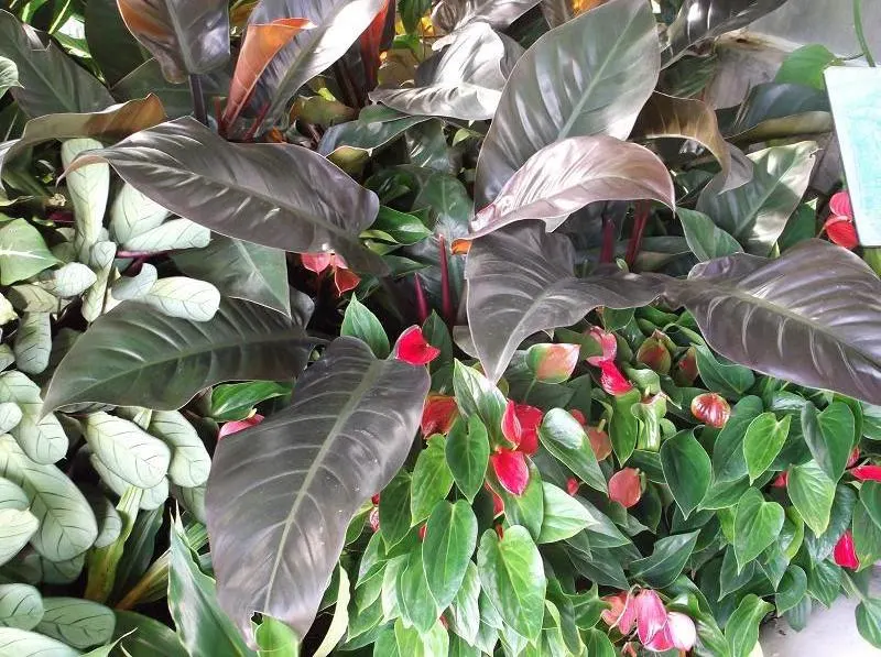 Rojo Congo Philodendron (Philodendron 'Rojo Congo') — Ideal for focal points in shaded areas, it requires well-drained soil and moderate watering