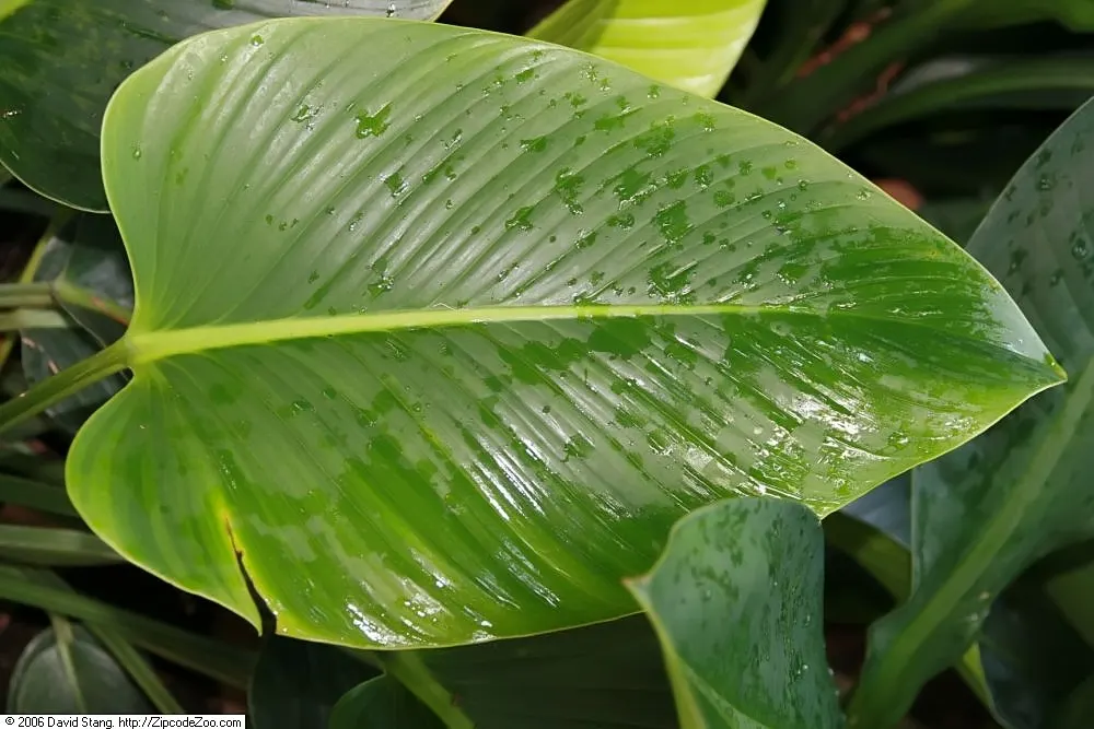 Rojo Congo Philodendron (Philodendron 'Rojo Congo') — With its captivating dark green