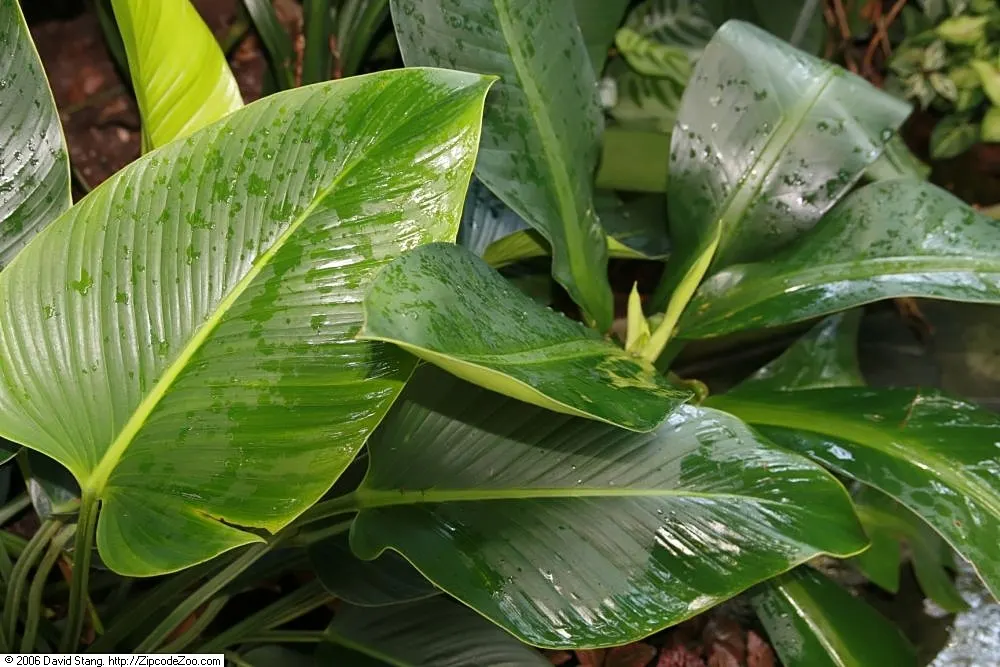 Rojo Congo Philodendron (Philodendron 'Rojo Congo') — reaching heights of 2 to 3 feet and spreading approximately 2 feet wide