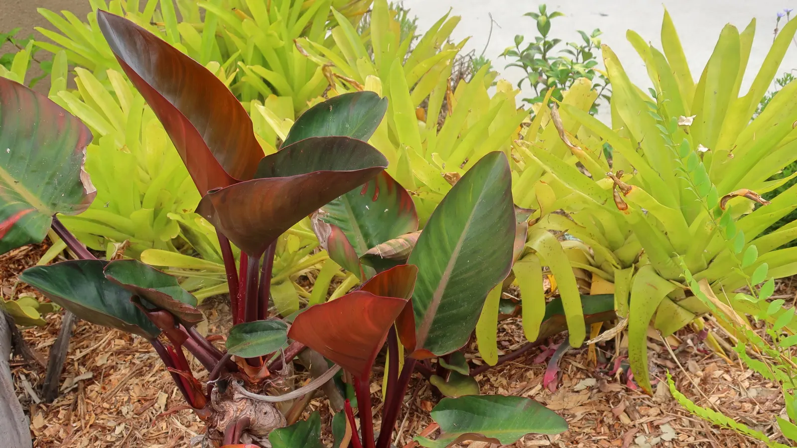 Rojo Congo Philodendron (Philodendron 'Rojo Congo') — The plant boasts a compact