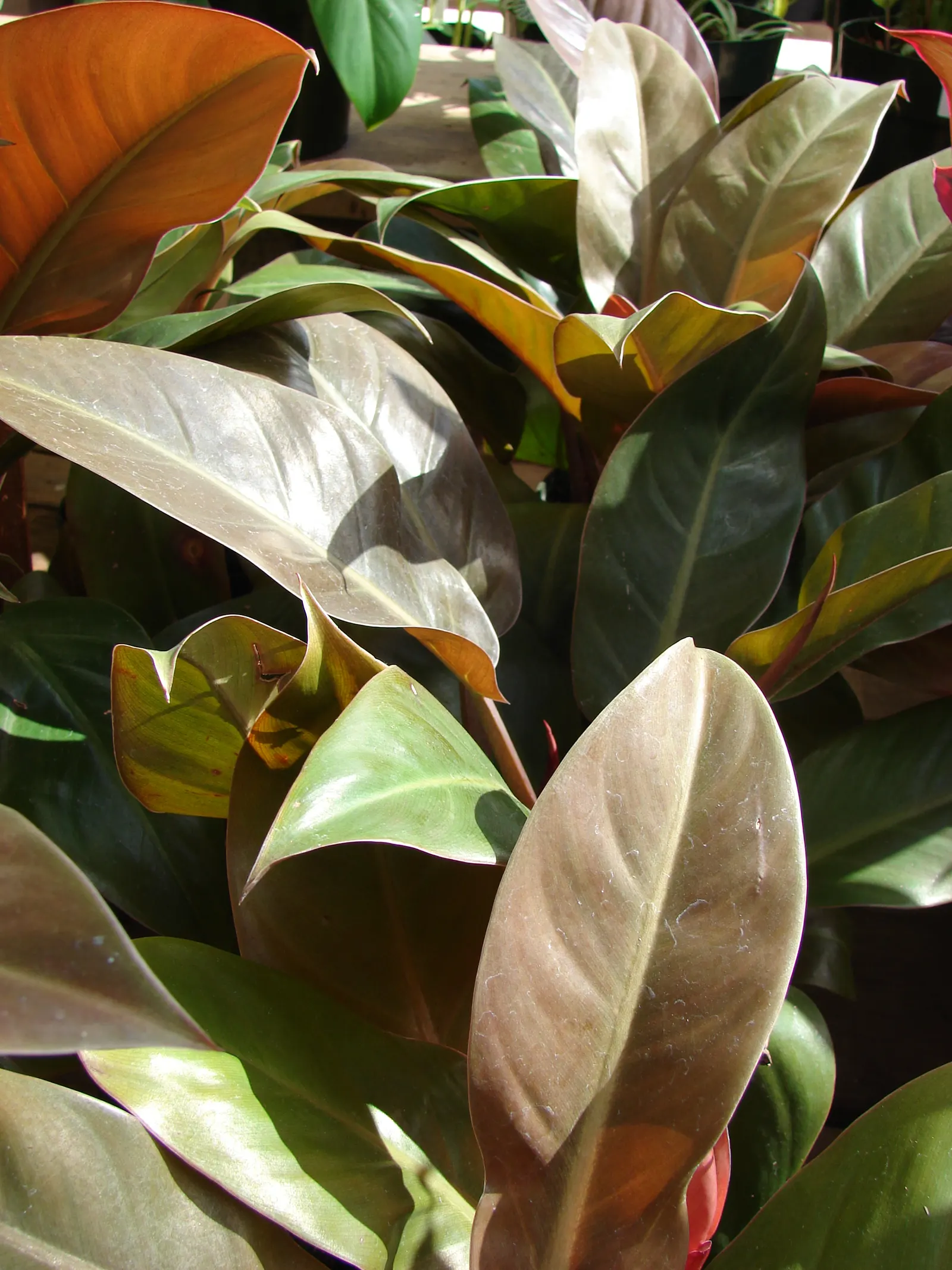 Rojo Congo Philodendron (Philodendron 'Rojo Congo') — The Philodendron 'Rojo Congo' is a robust, evergreen perennial with a lush profile
