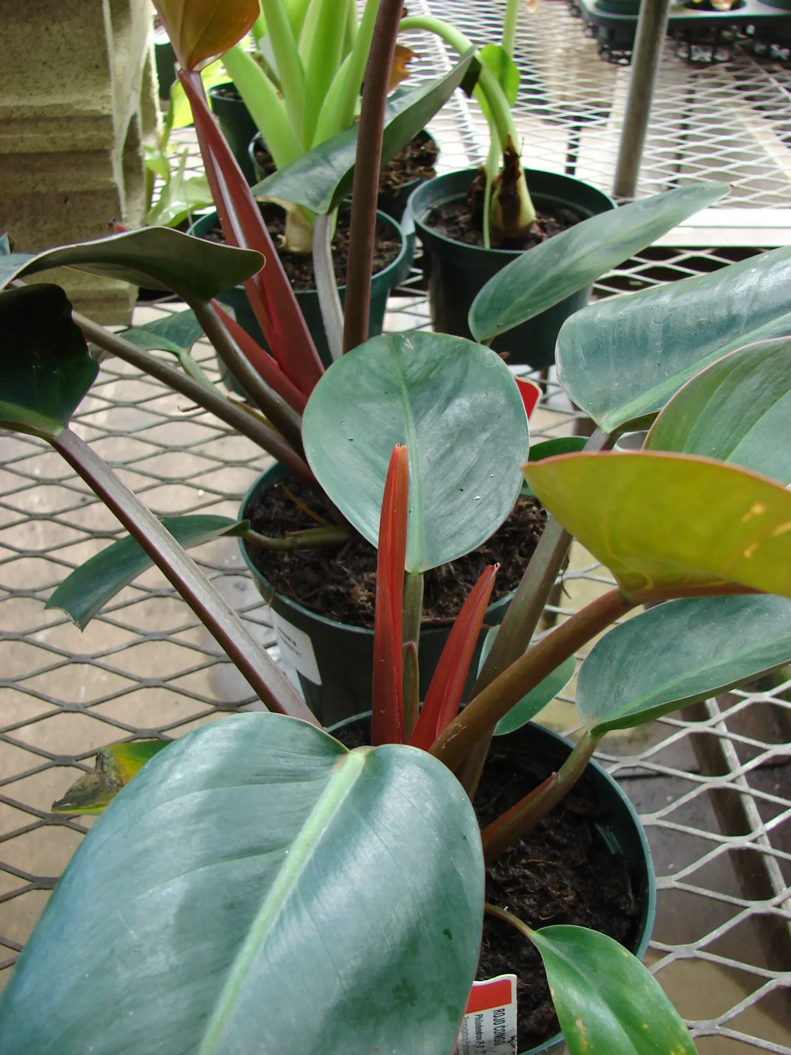 Rojo Congo Philodendron (Philodendron 'Rojo Congo') — which can grow up to 2 feet in length and about 9 inches wide