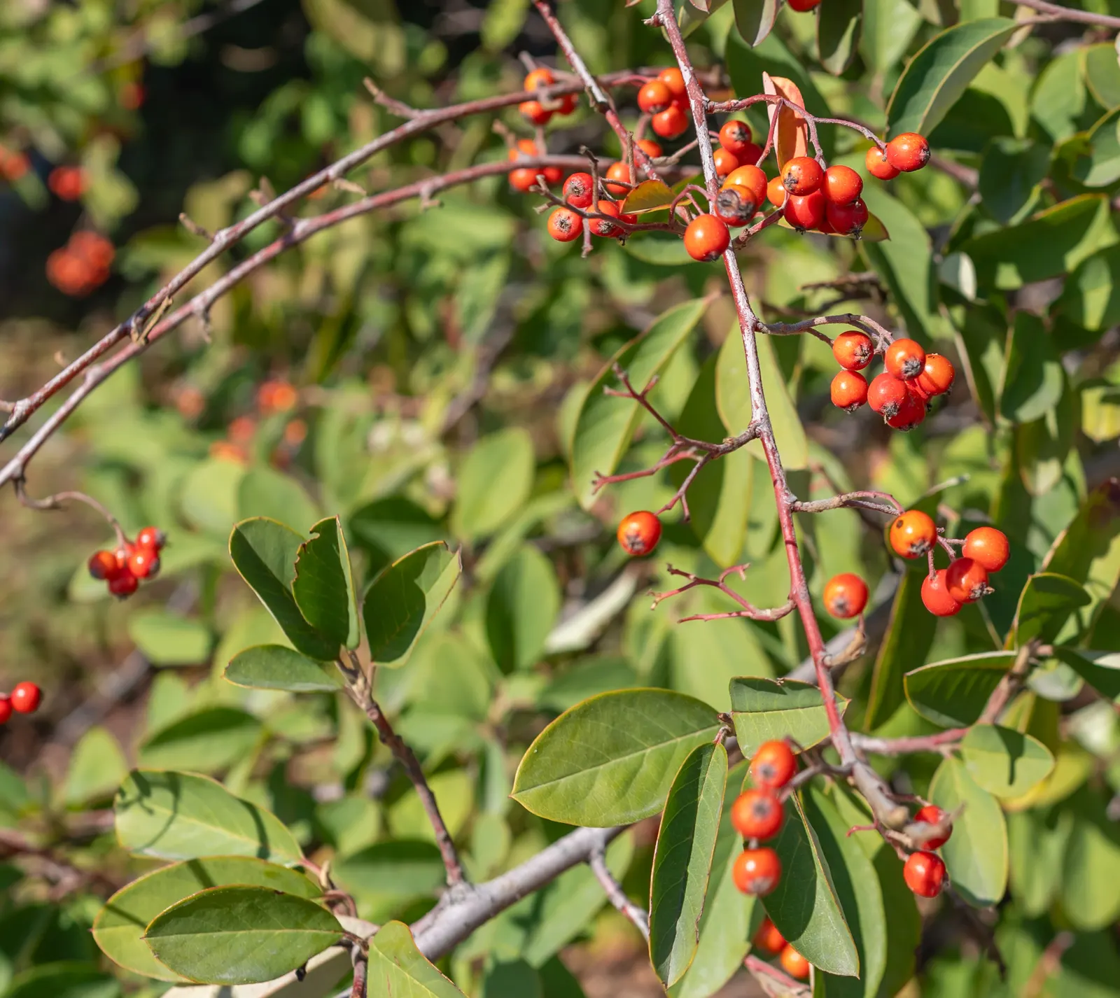 Grayleaf Cotoneaster (Cotoneaster Glaucophyllus) — The foliage provides a beautiful backdrop for the small, pinkish-white flowers that emerge in late spring