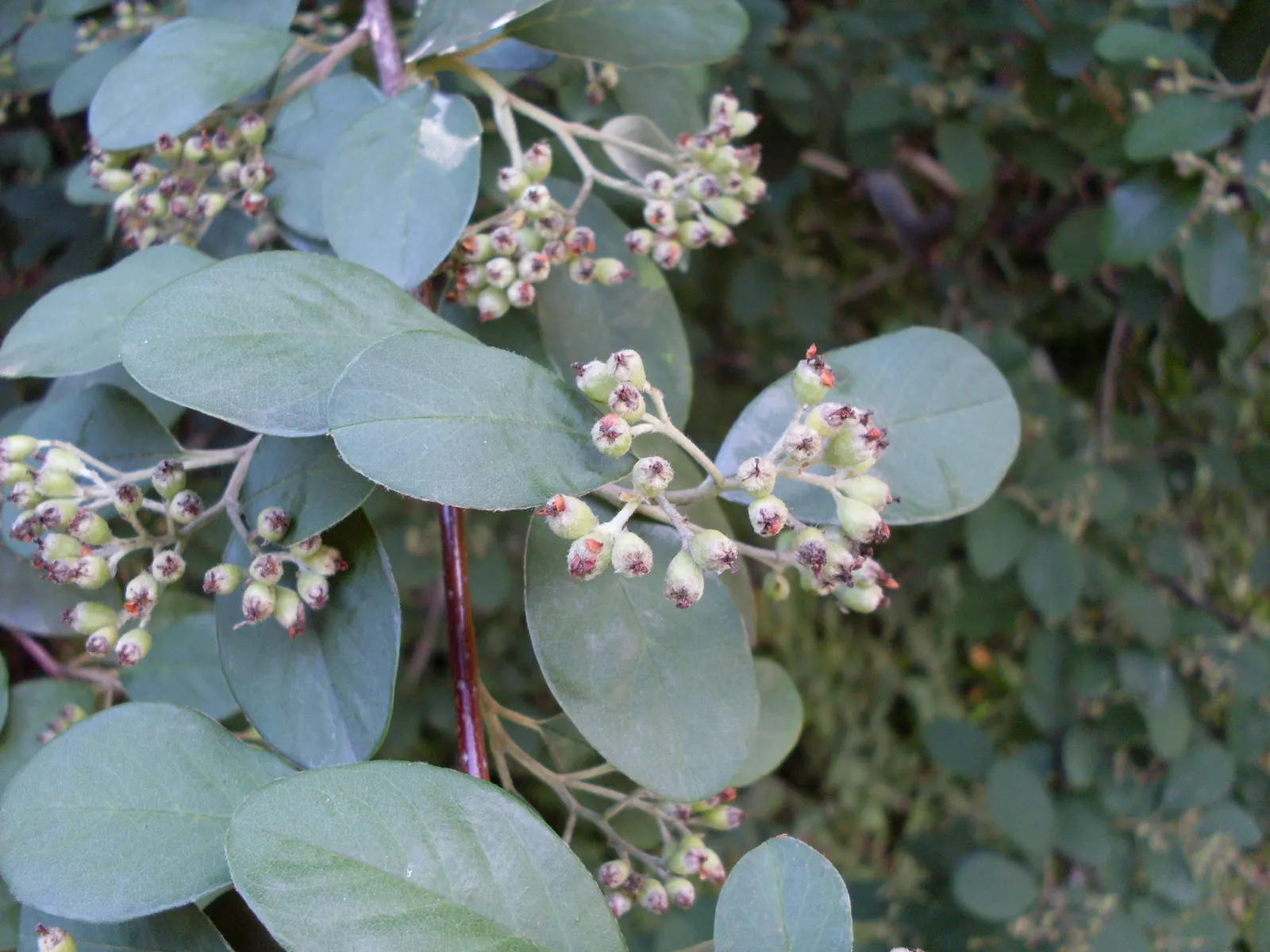 Grayleaf Cotoneaster (Cotoneaster Glaucophyllus) — ideal for creating dense hedges or ground cover