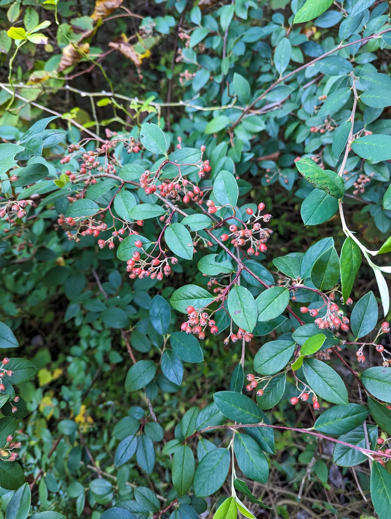 Grayleaf Cotoneaster (Cotoneaster Glaucophyllus) — The Grayleaf Cotoneaster's branches exhibit an arching form