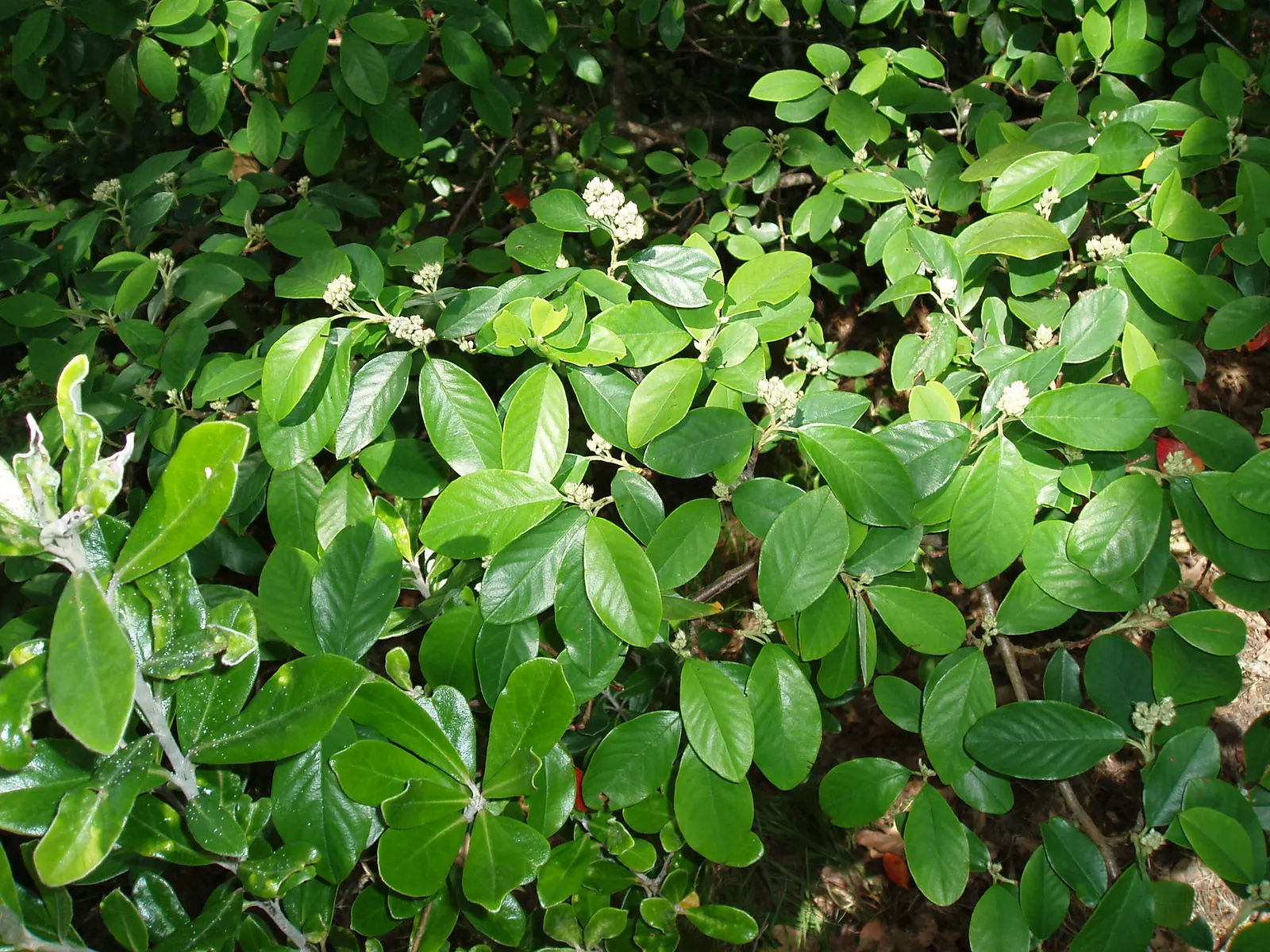 Grayleaf Cotoneaster (Cotoneaster Glaucophyllus) — requires full sun to partial shade
