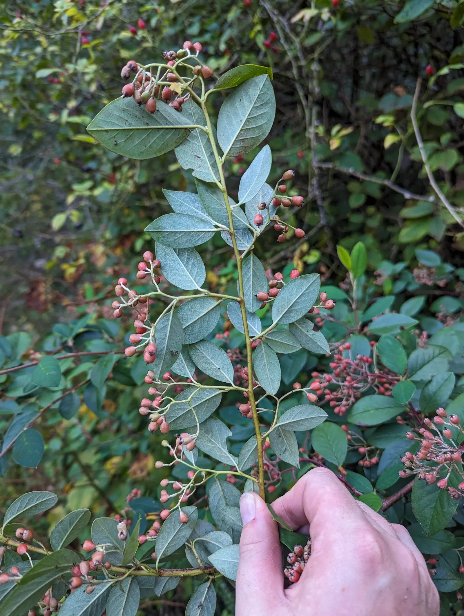 Grayleaf Cotoneaster (Cotoneaster Glaucophyllus) — and grows to a height of 2-3 feet with a spread of 4-6 feet