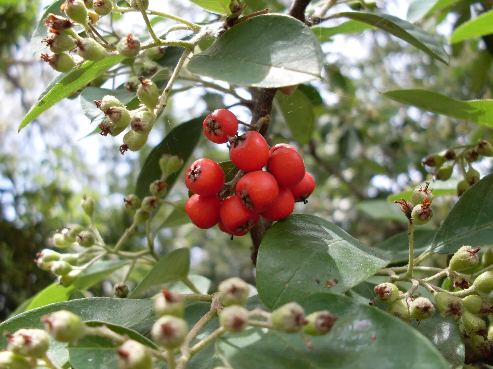 Grayleaf Cotoneaster (Cotoneaster Glaucophyllus) — with a slightly downy texture