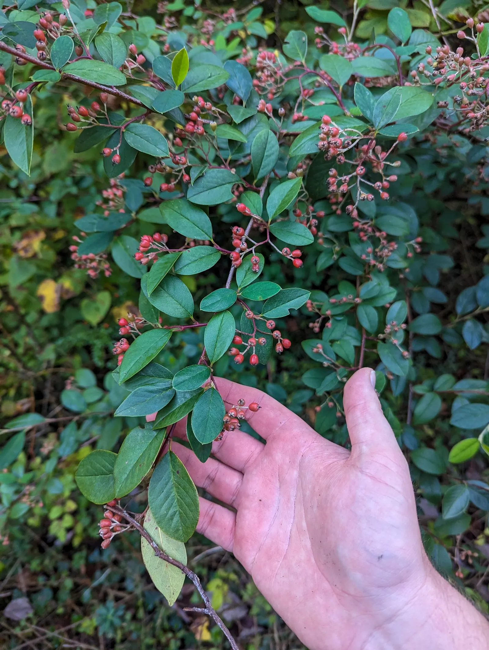 Grayleaf Cotoneaster (Cotoneaster Glaucophyllus) — Grayleaf Cotoneaster (Cotoneaster glaucophyllus) is a versatile evergreen shrub