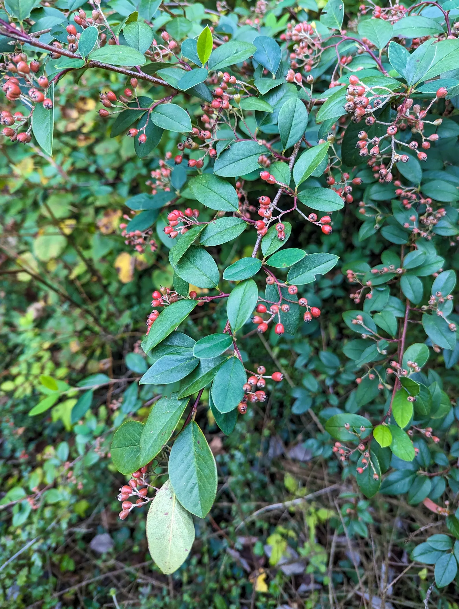 Grayleaf Cotoneaster (Cotoneaster Glaucophyllus) — Low maintenance; drought tolerant once established