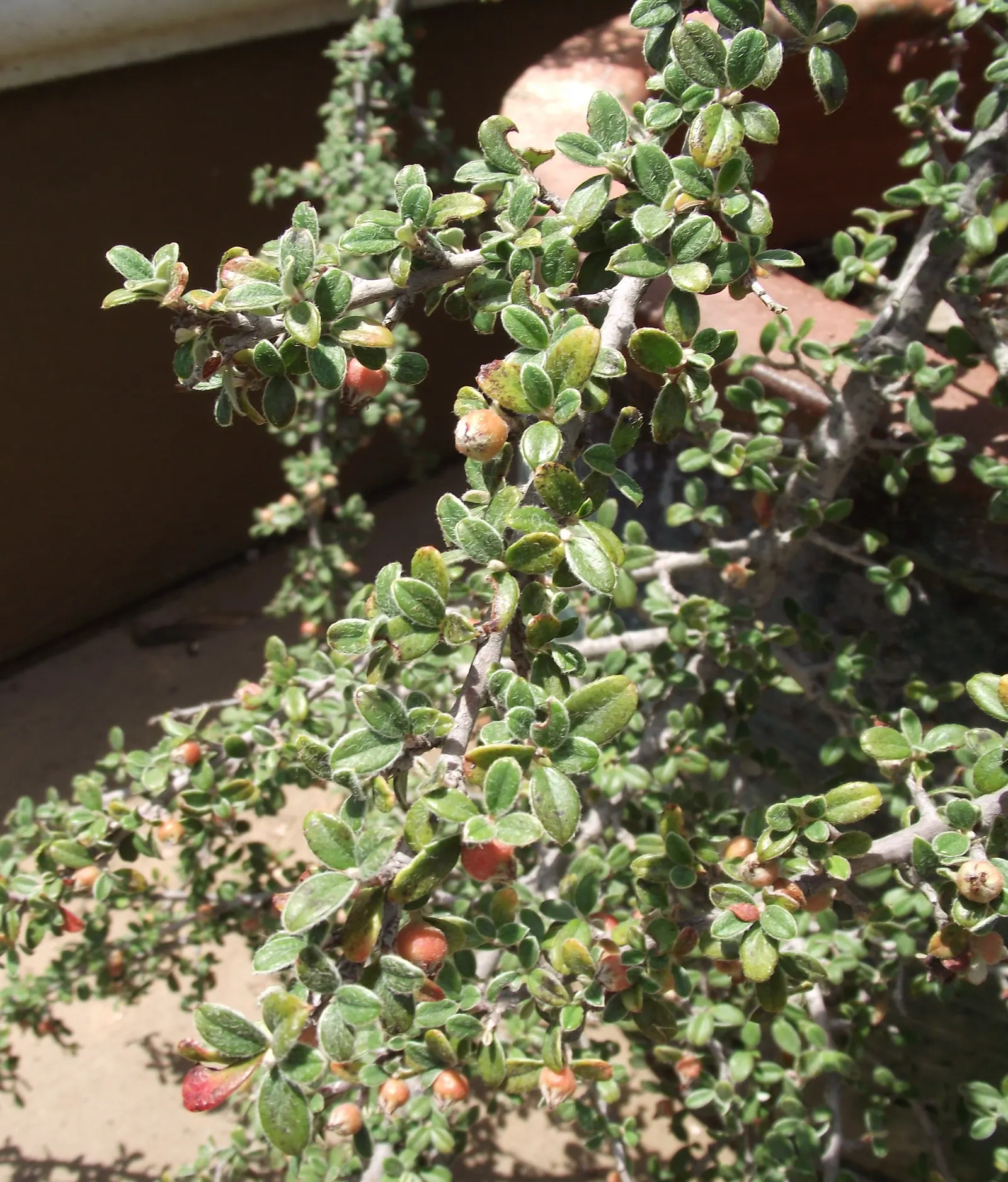 Grayleaf Cotoneaster (Cotoneaster Glaucophyllus) — This hardy plant thrives in USDA zones 7-9