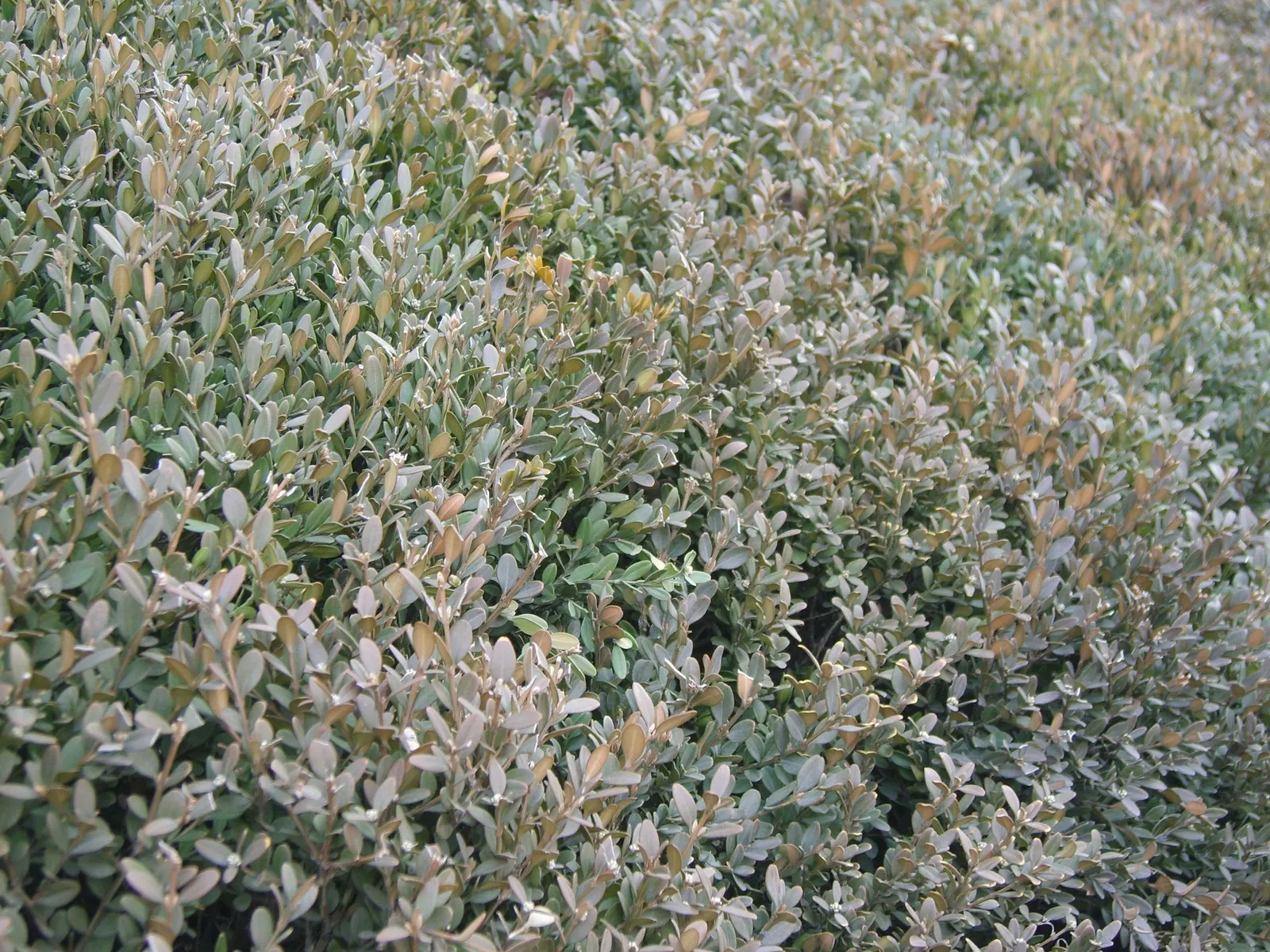 Korean Boxwood (Buxus Microphylla 'Koreana') — Reaching up to 2-4 feet in height with a similar spread, this resilient plant thrives in USDA Zones 4-9