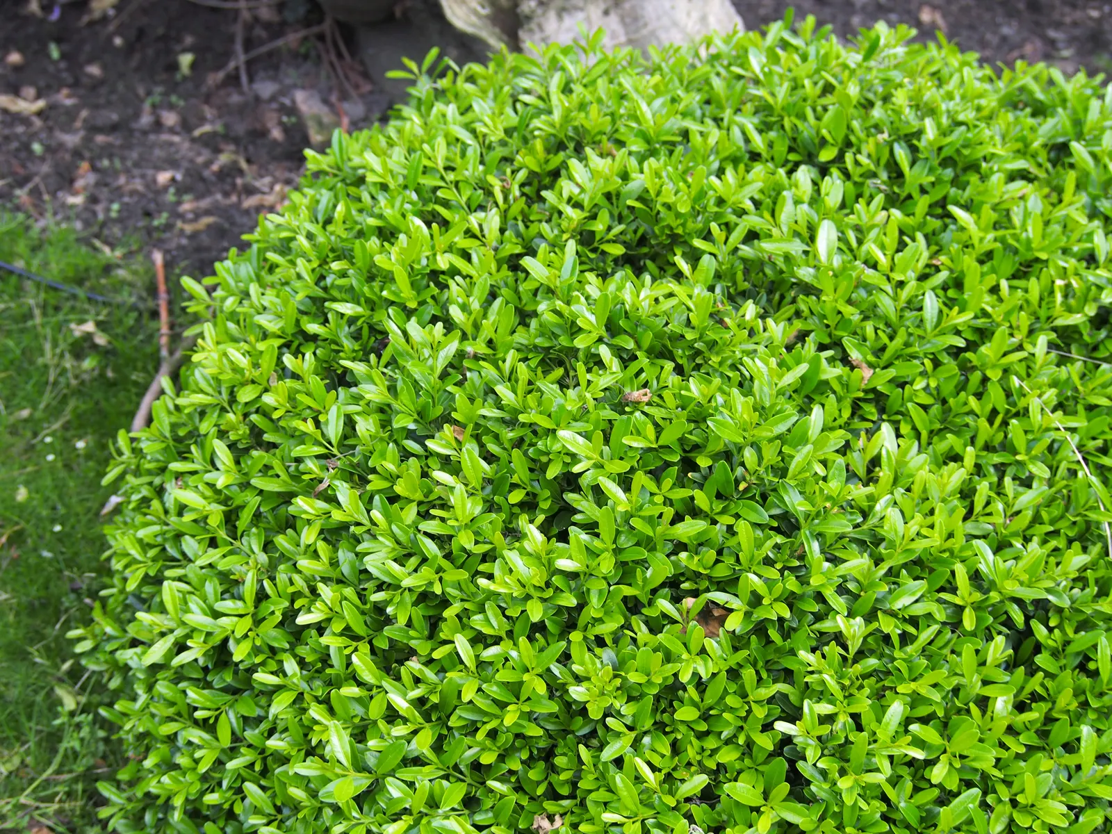 Korean Boxwood (Buxus Microphylla 'Koreana') — is a versatile and hardy evergreen shrub ideal for a multitude of landscape designs