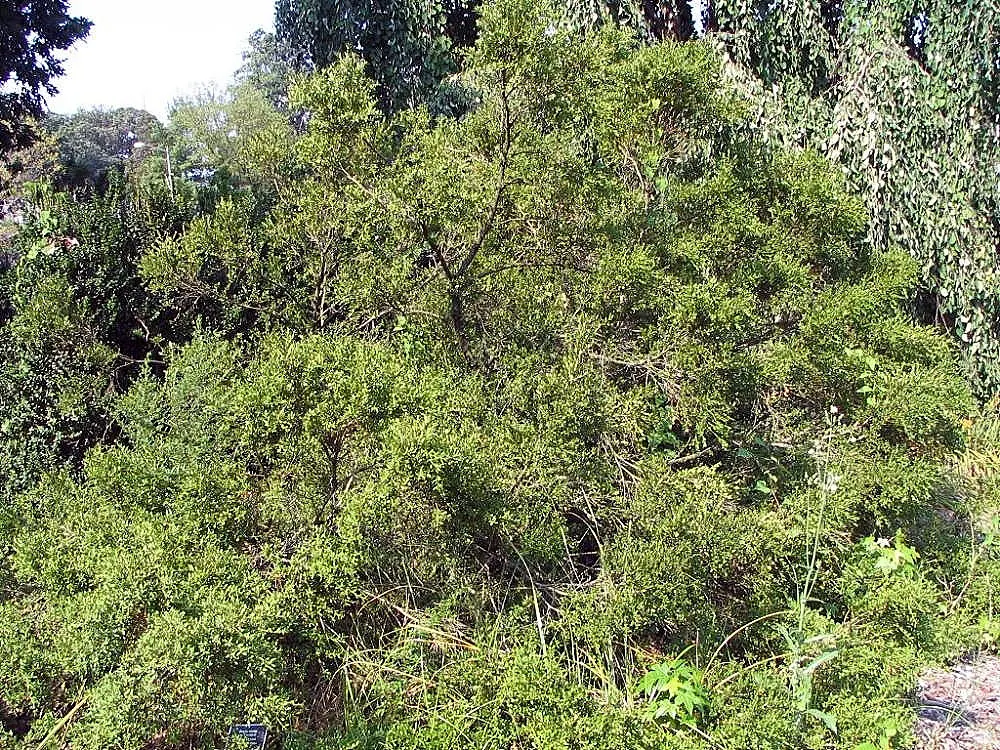 Korean Boxwood (Buxus Microphylla 'Koreana') — the Korean Boxwood is resilient
