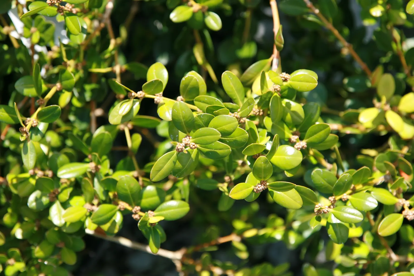 Korean Boxwood (Buxus Microphylla 'Koreana') — this cultivar is widely praised for its lush