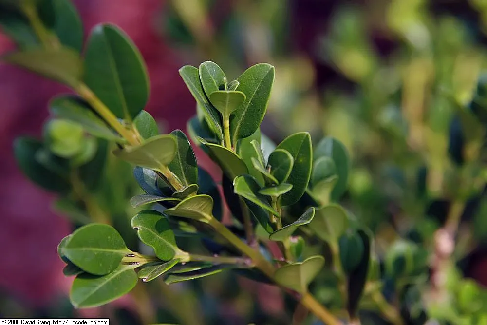 Korean Boxwood (Buxus Microphylla 'Koreana') — maintaining its structure through winter's chill