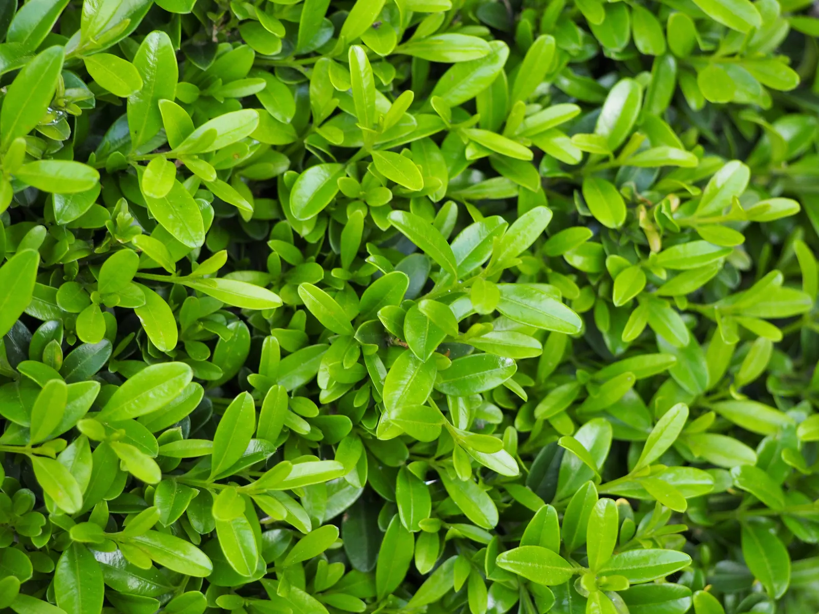 Korean Boxwood (Buxus Microphylla 'Koreana') — Belonging to the Buxaceae family