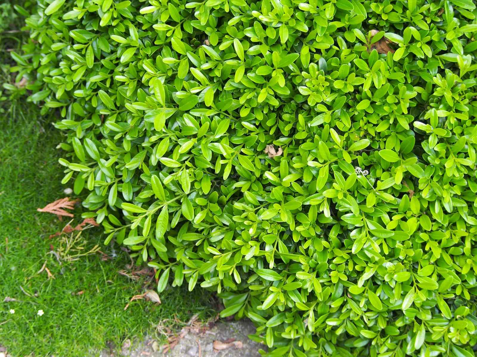Korean Boxwood (Buxus Microphylla 'Koreana') — scientifically known as Buxus microphylla 'Koreana'