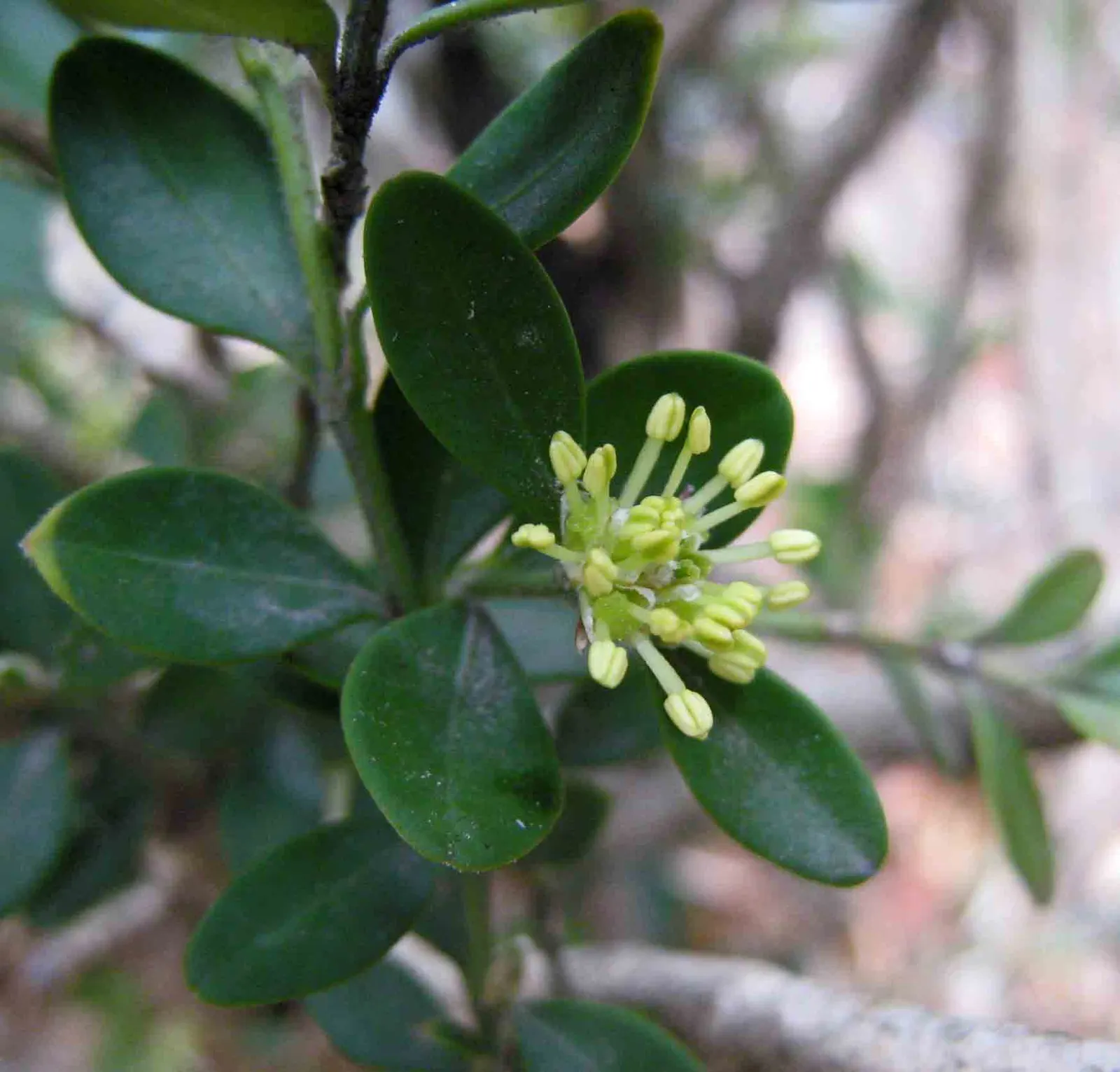 Korean Boxwood (Buxus Microphylla 'Koreana') — Its small, glossy, green leaves offer year-round interest and can tolerate partial to full sun