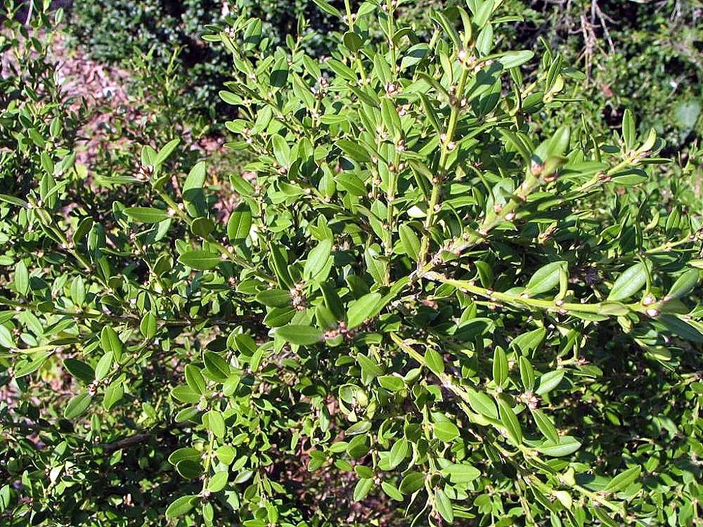 Korean Boxwood (Buxus Microphylla 'Koreana') — the Korean Boxwood is perfect for creating low hedges