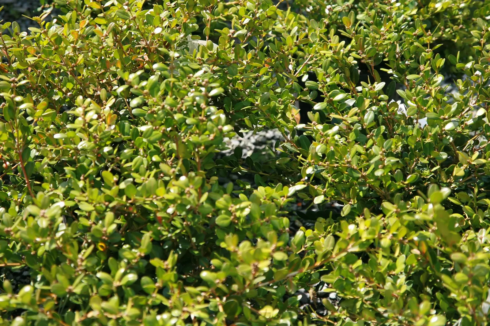Korean Boxwood (Buxus Microphylla 'Koreana') — oval leaves which maintain a rich green hue throughout the seasons