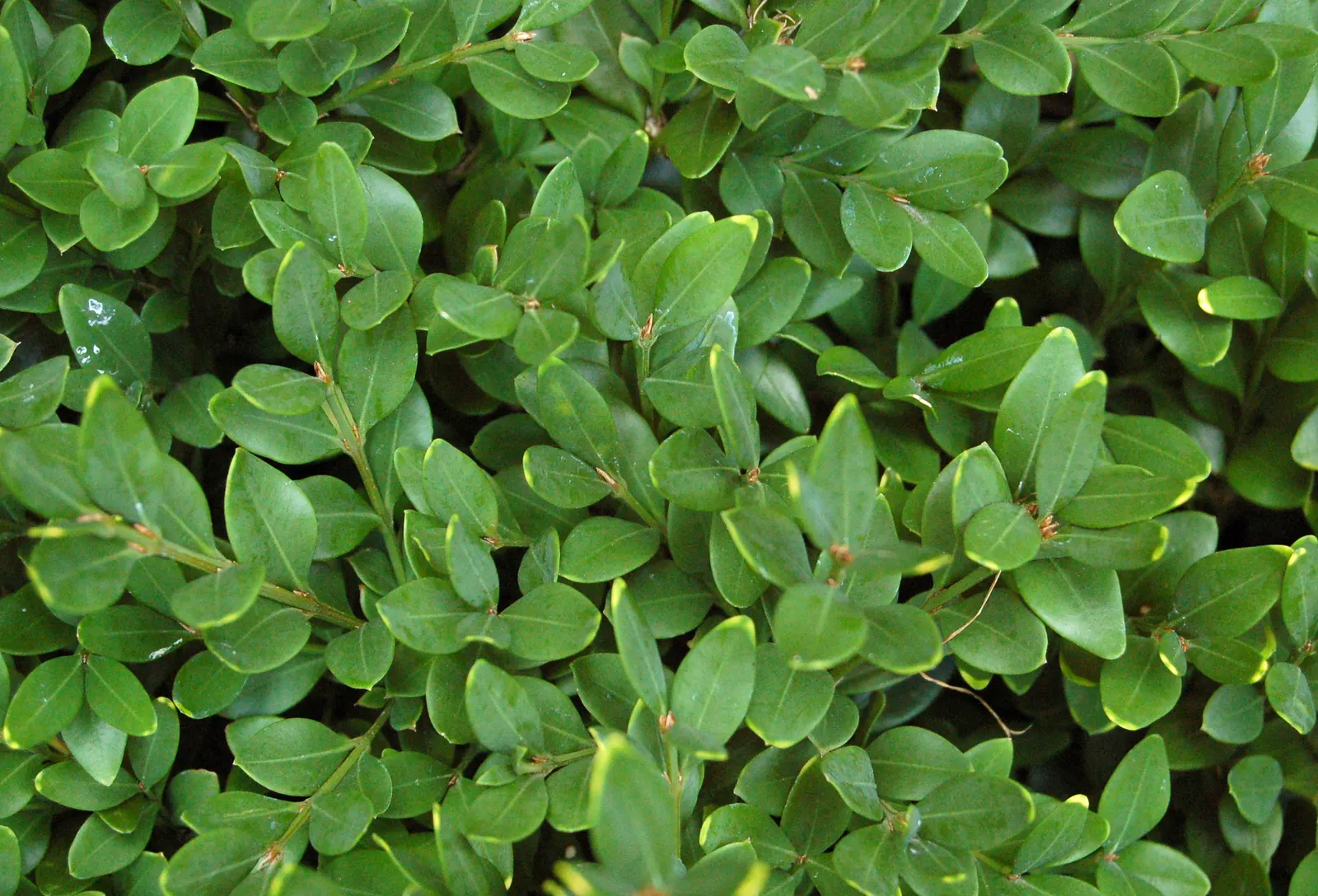 Korean Boxwood (Buxus Microphylla 'Koreana') — The Korean Boxwood, Buxus microphylla 'Koreana', is an evergreen shrub, valued for its compact growth habit