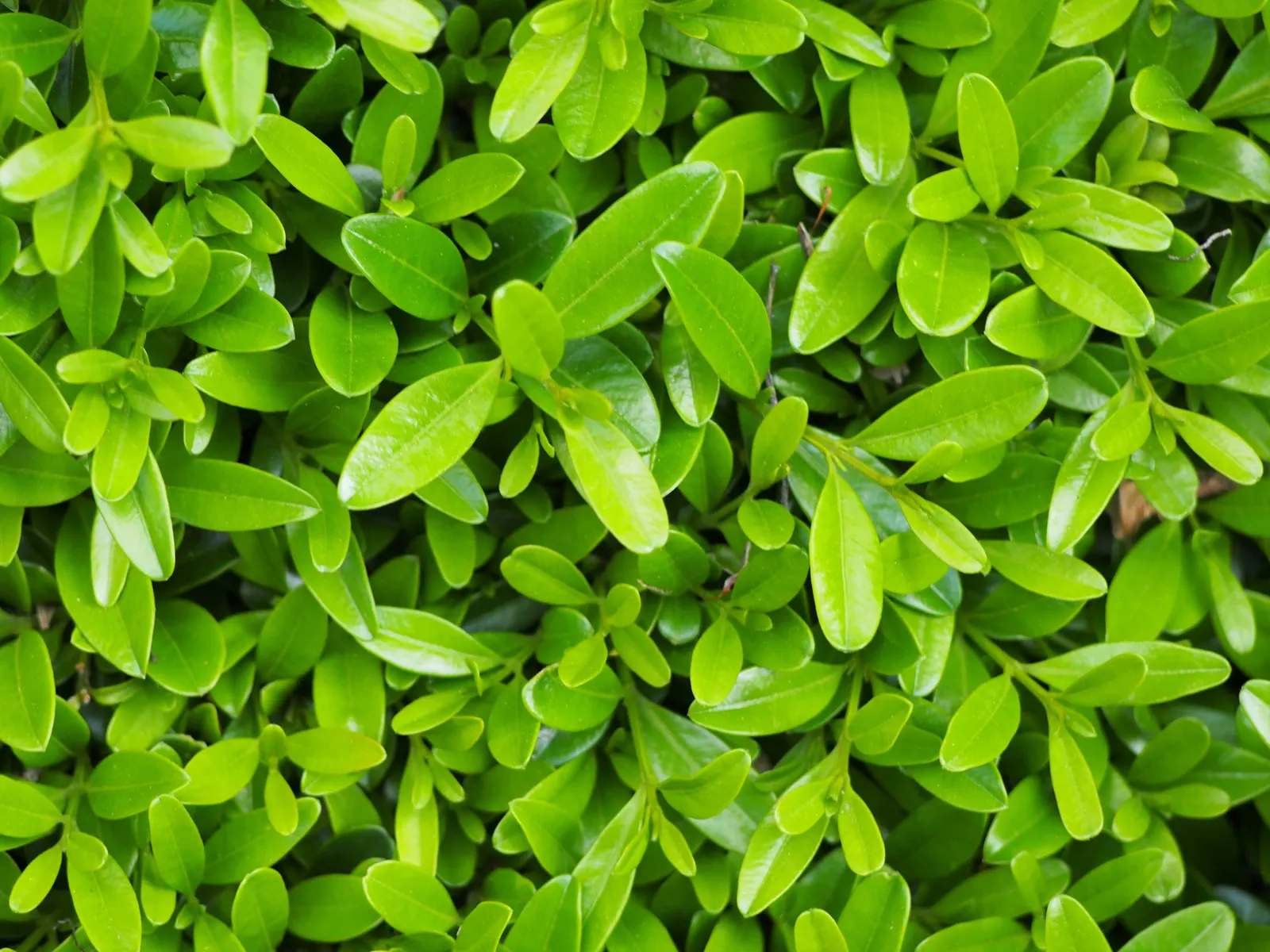 Korean Boxwood (Buxus Microphylla 'Koreana') — Ideal for hedges and borders