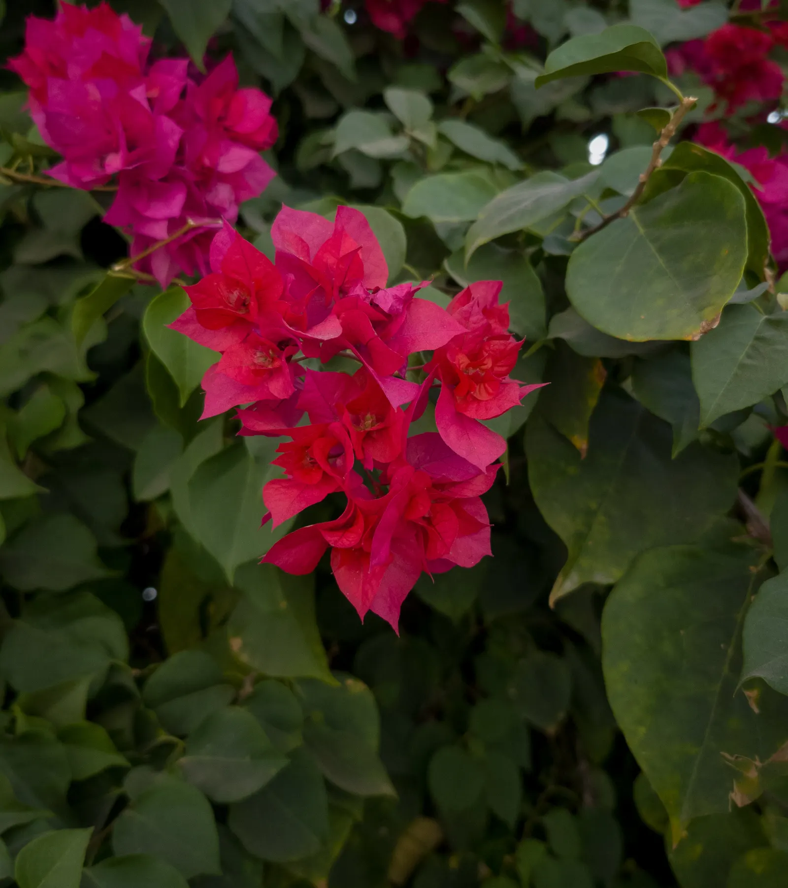 Bougainvillea (Bougainvillea 'White Madonna') — This vigorous plant requires minimal watering once established and is tolerant of a variety of soils