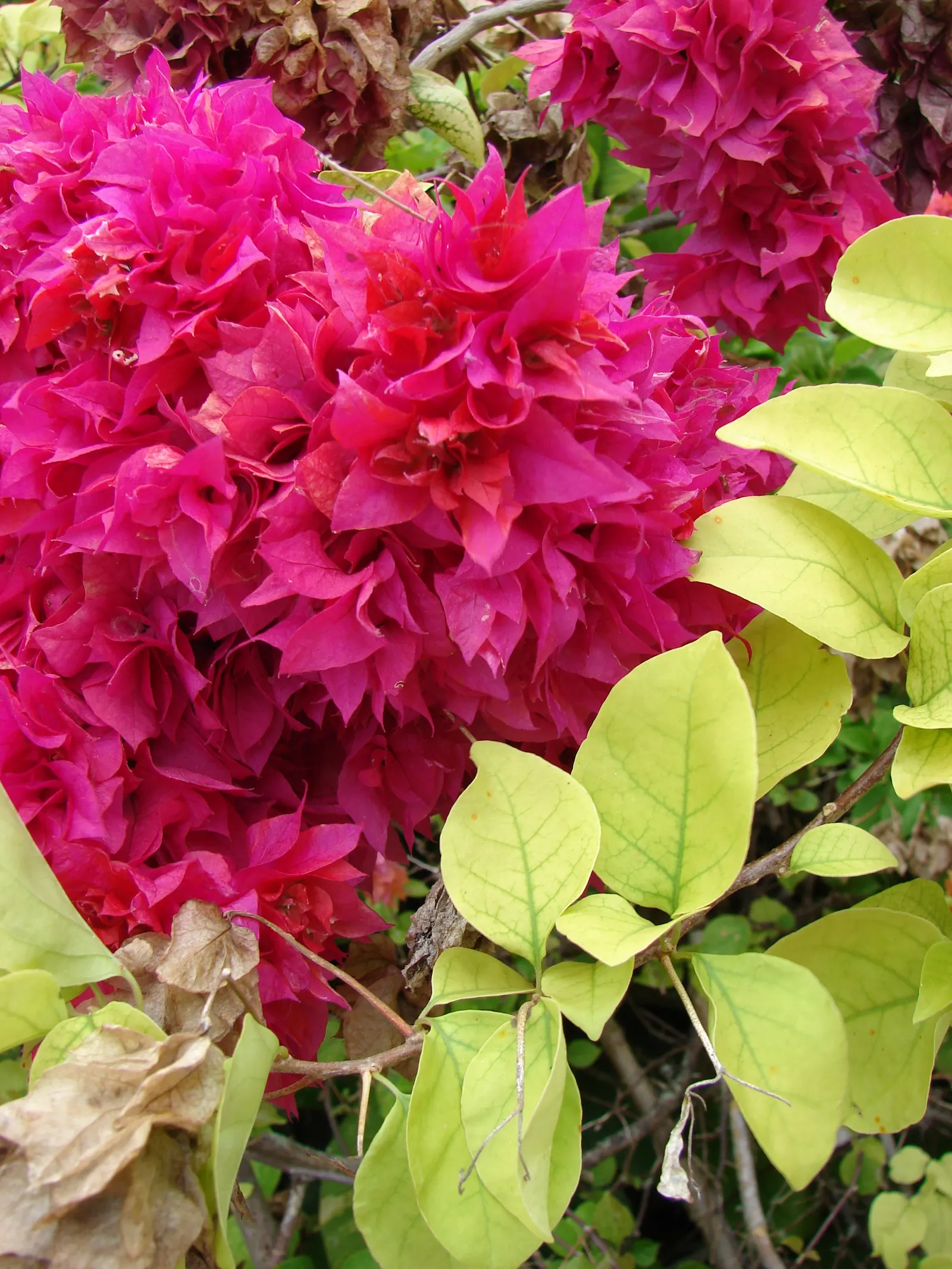 Bougainvillea (Bougainvillea 'White Madonna') — Thriving in full sun, it can reach heights of 15-40 feet, with a spread of 5-8 feet