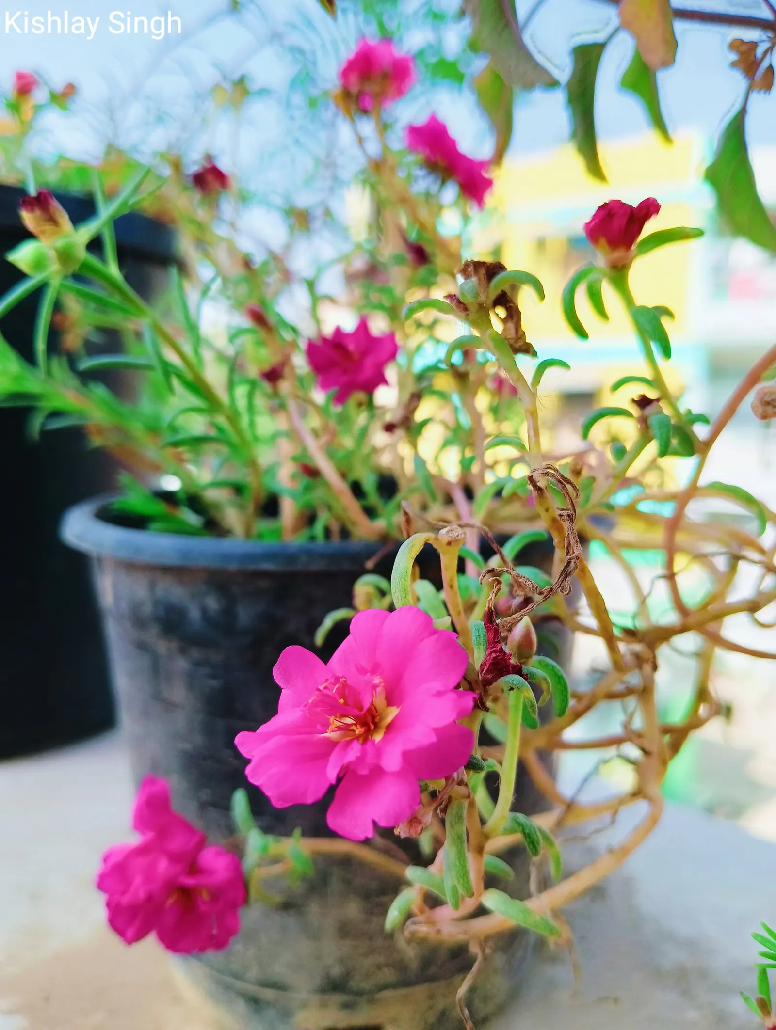 Red Spread Rose (Rosa X 'Red Spread') — the Red Spread Rose thrives in full sunlight; red flowers in the garden