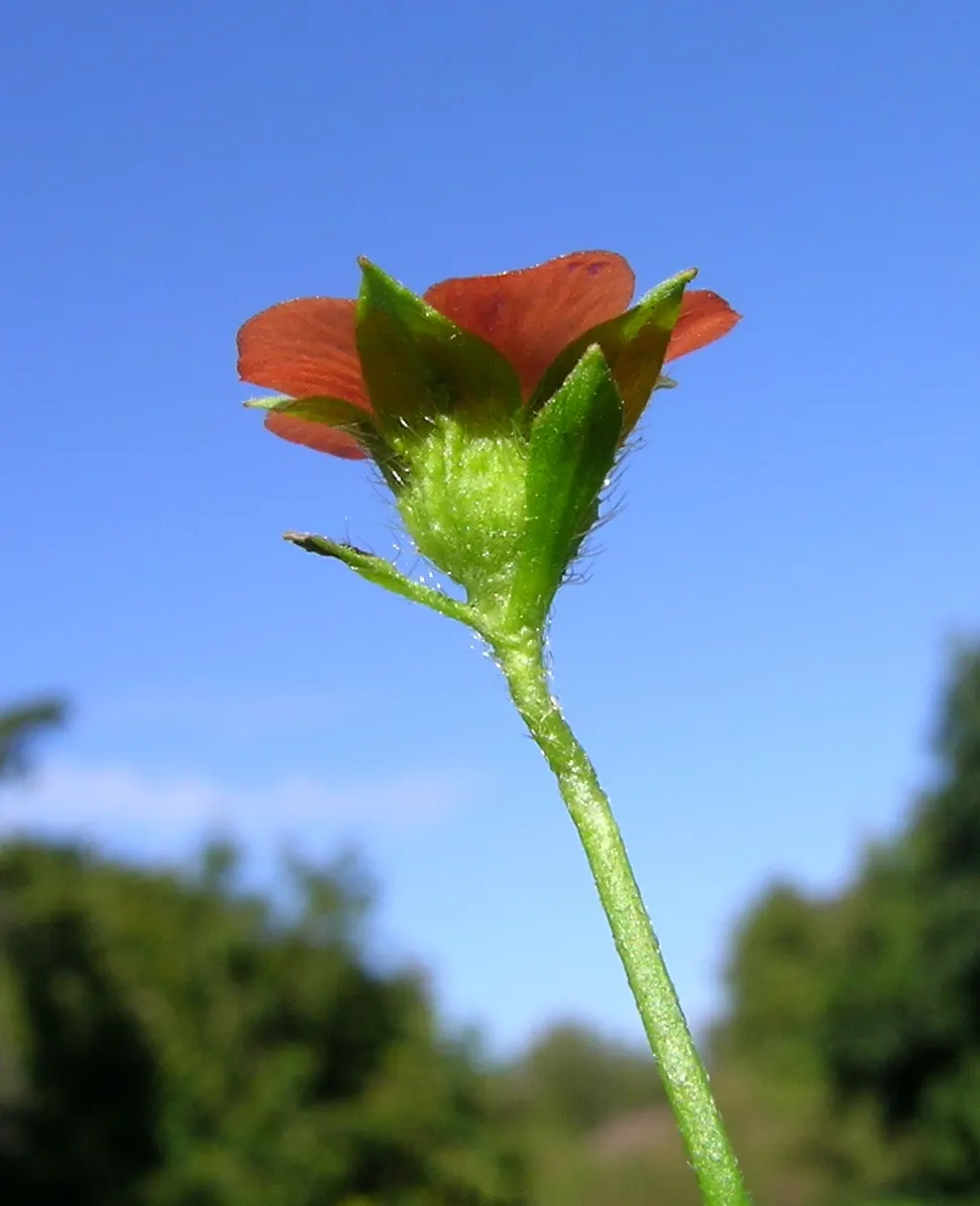 Red Spread Rose (Rosa X 'Red Spread') — Regular watering is crucial; the Red Spread Rose thrives in full sunlight