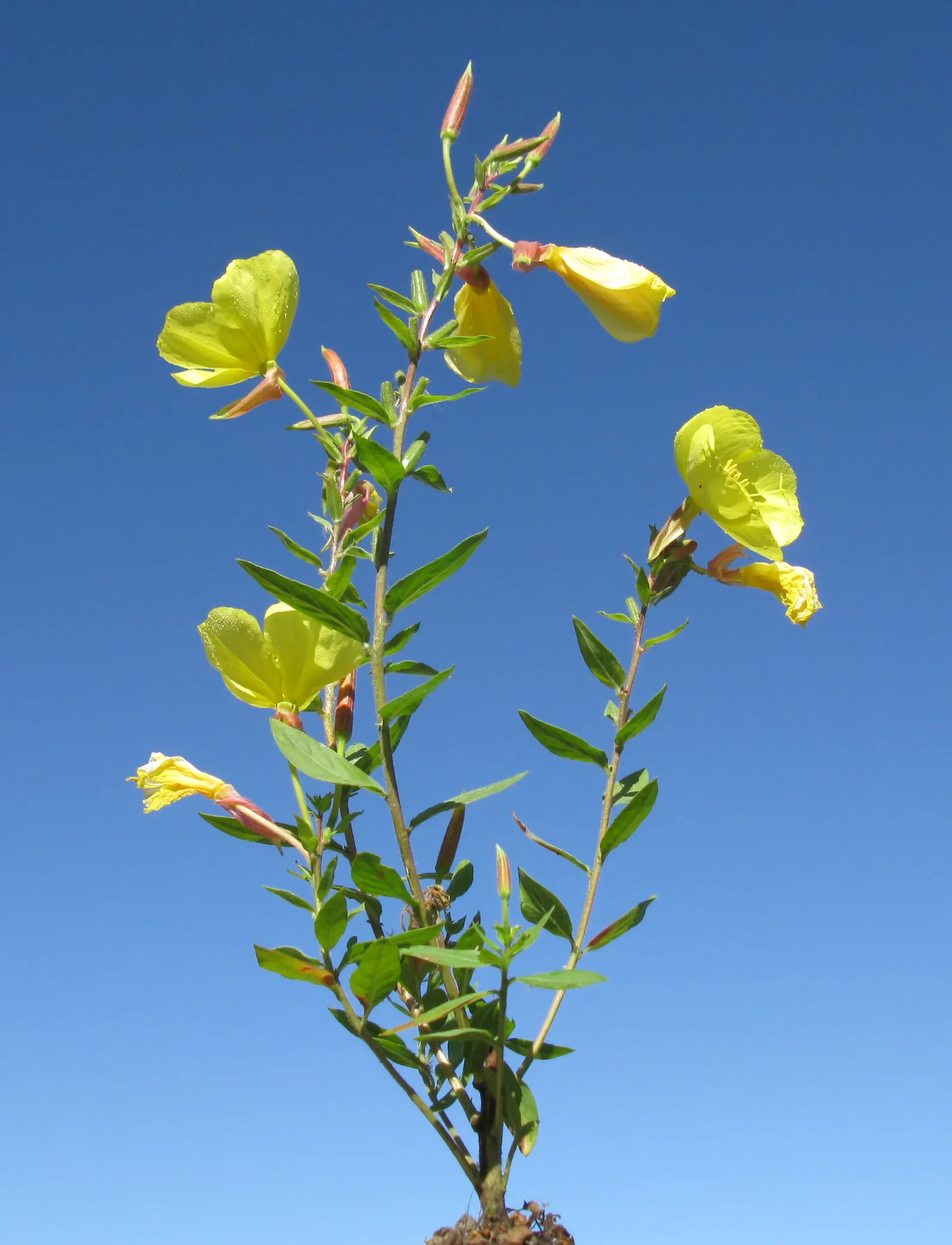 Red Spread Rose (Rosa X 'Red Spread') — especially during dry periods