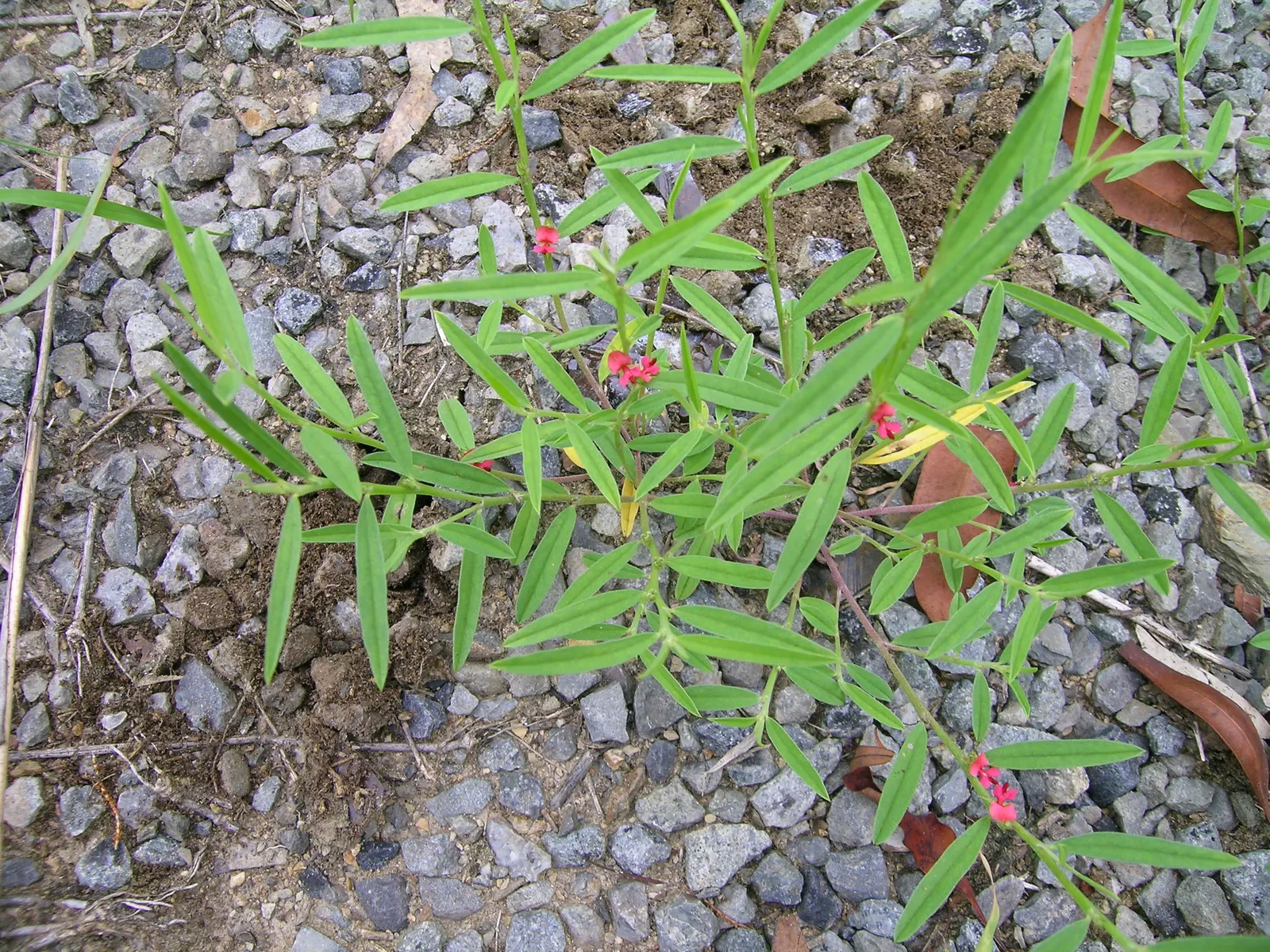 Red Spread Rose (Rosa X 'Red Spread') — ground cover / shrub with red blooms