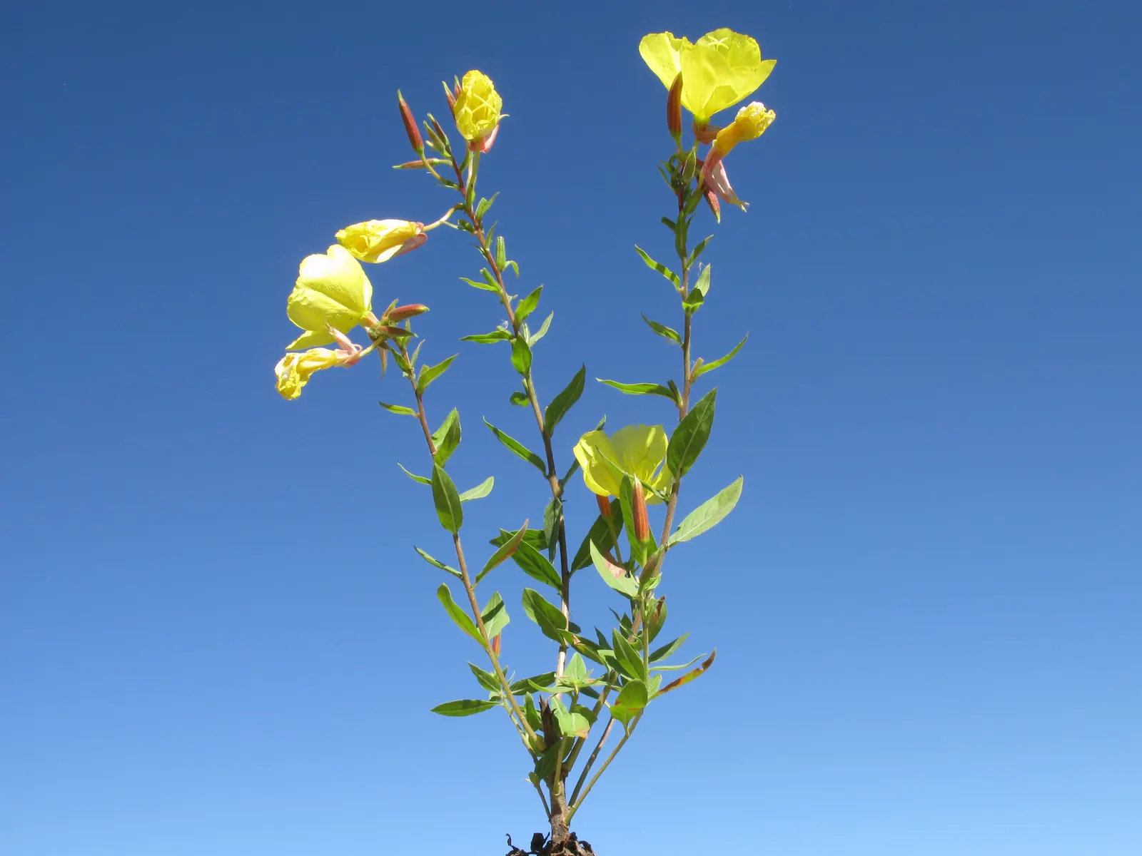 Red Spread Rose (Rosa X 'Red Spread') — it reaches a modest height of about 2 to 3 feet with a generous spread of 4 to 6 feet