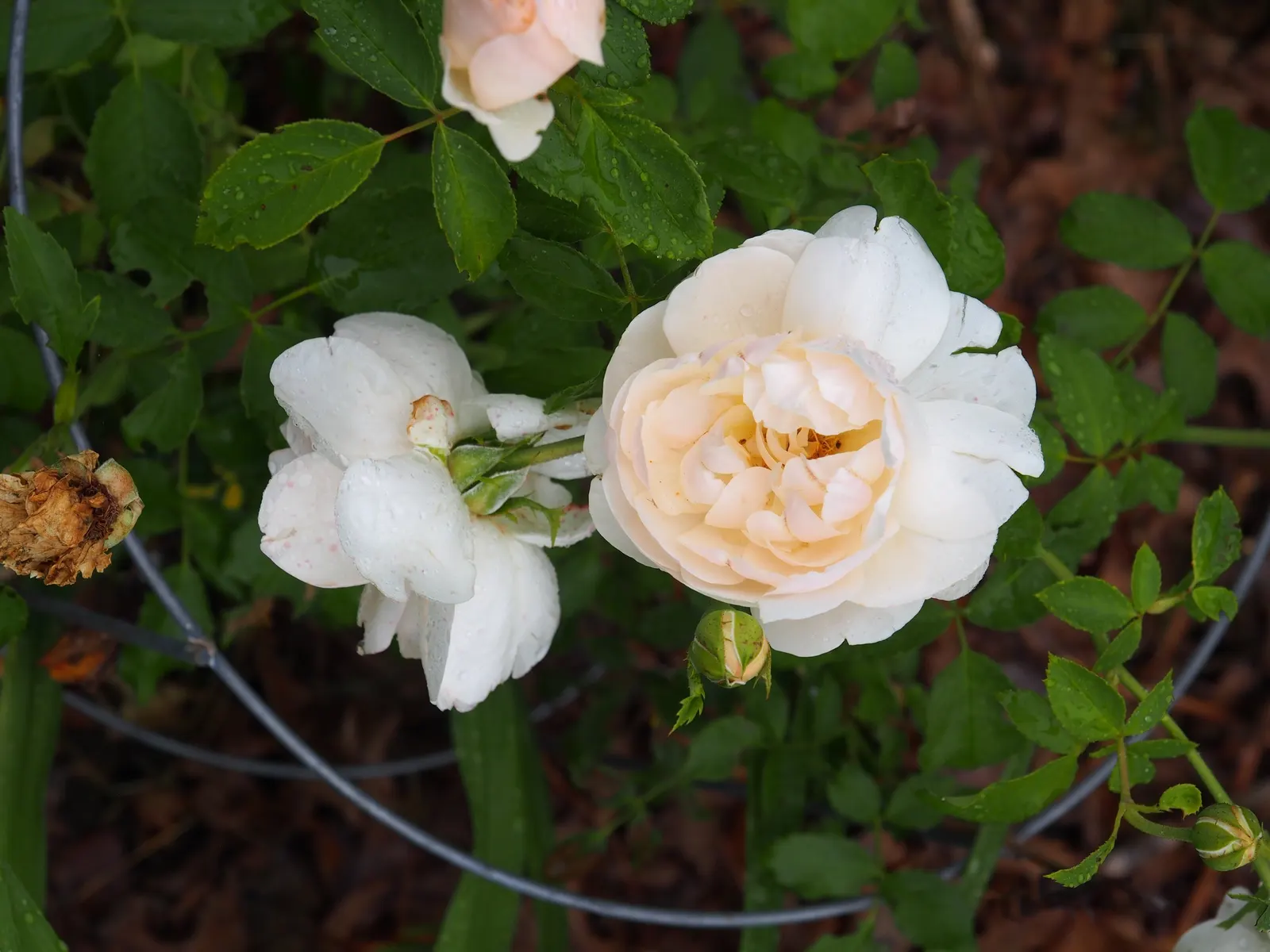 Lichfield Angel David Austin Rose (Rosa David Austin 'Lichfield Angel') — Its dense foliage and continuous blooming create a stunning display from late spring
