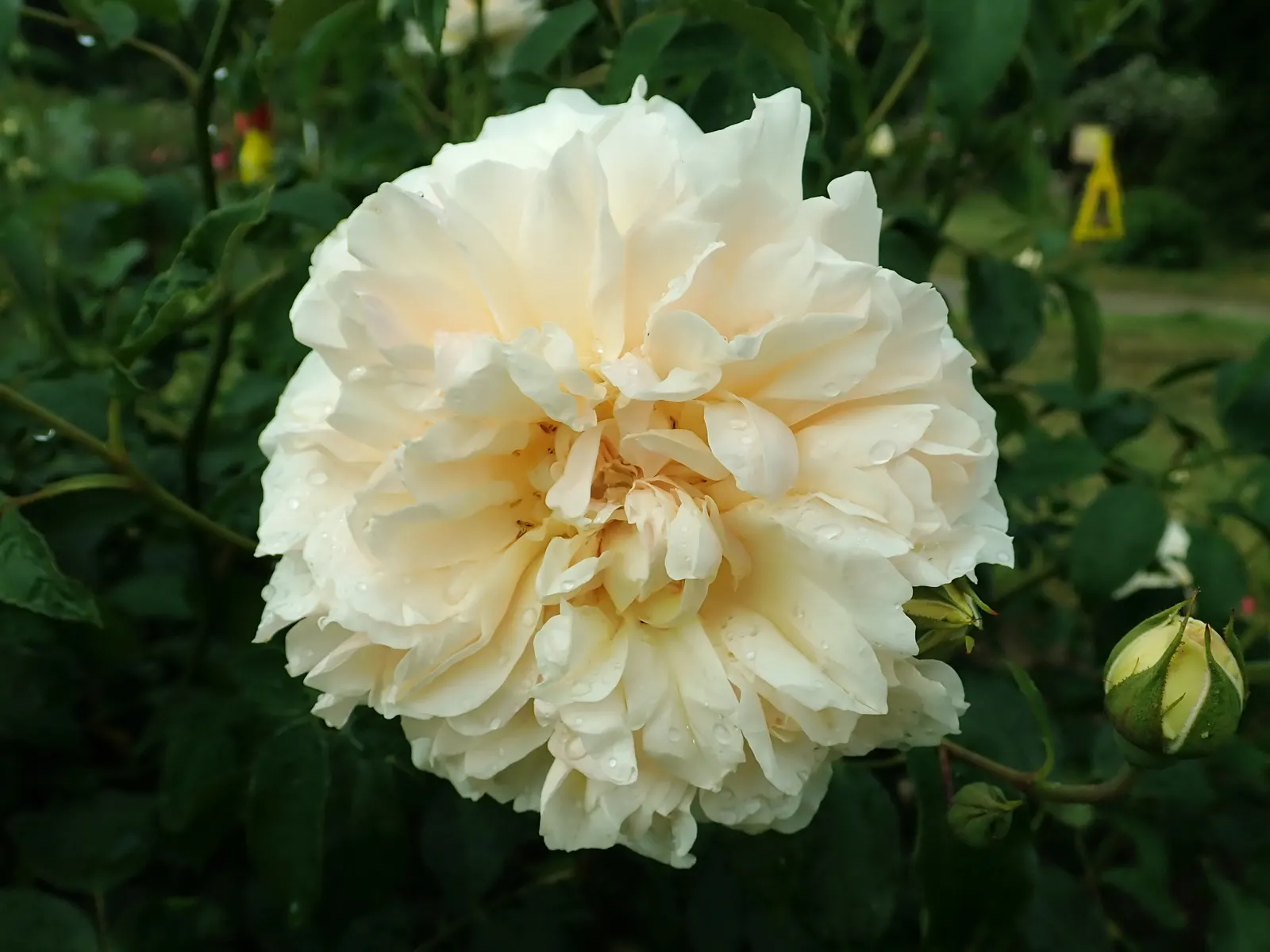 Lichfield Angel David Austin Rose (Rosa David Austin 'Lichfield Angel') — The Rosa 'Lichfield Angel' is an elegant David Austin Rose featuring cupped