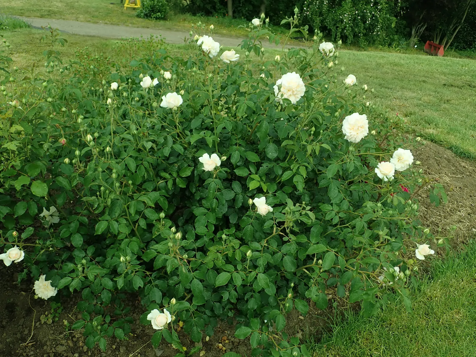 Lichfield Angel David Austin Rose (Rosa David Austin 'Lichfield Angel') — creamy apricot blooms that mature to pure white