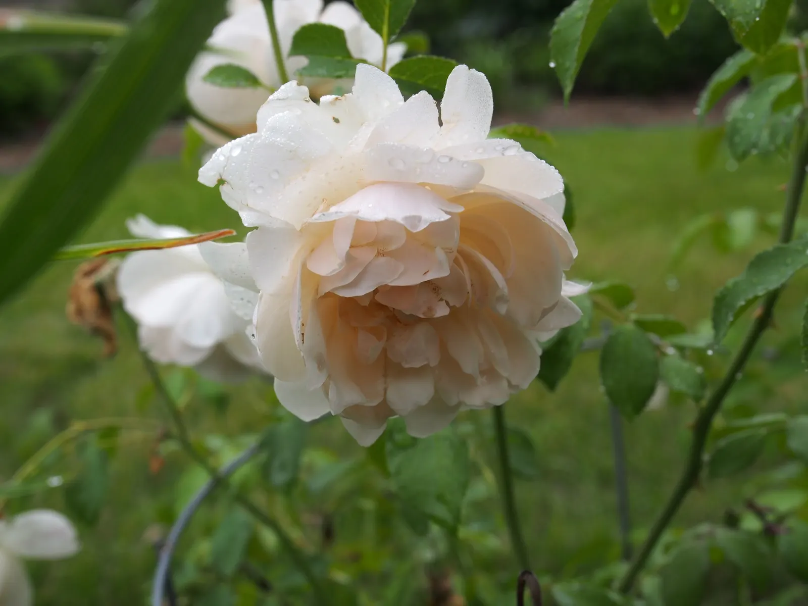 Lichfield Angel David Austin Rose (Rosa David Austin 'Lichfield Angel') — This robust shrub rose reaches 4 feet in height and spreads approximately 3 feet