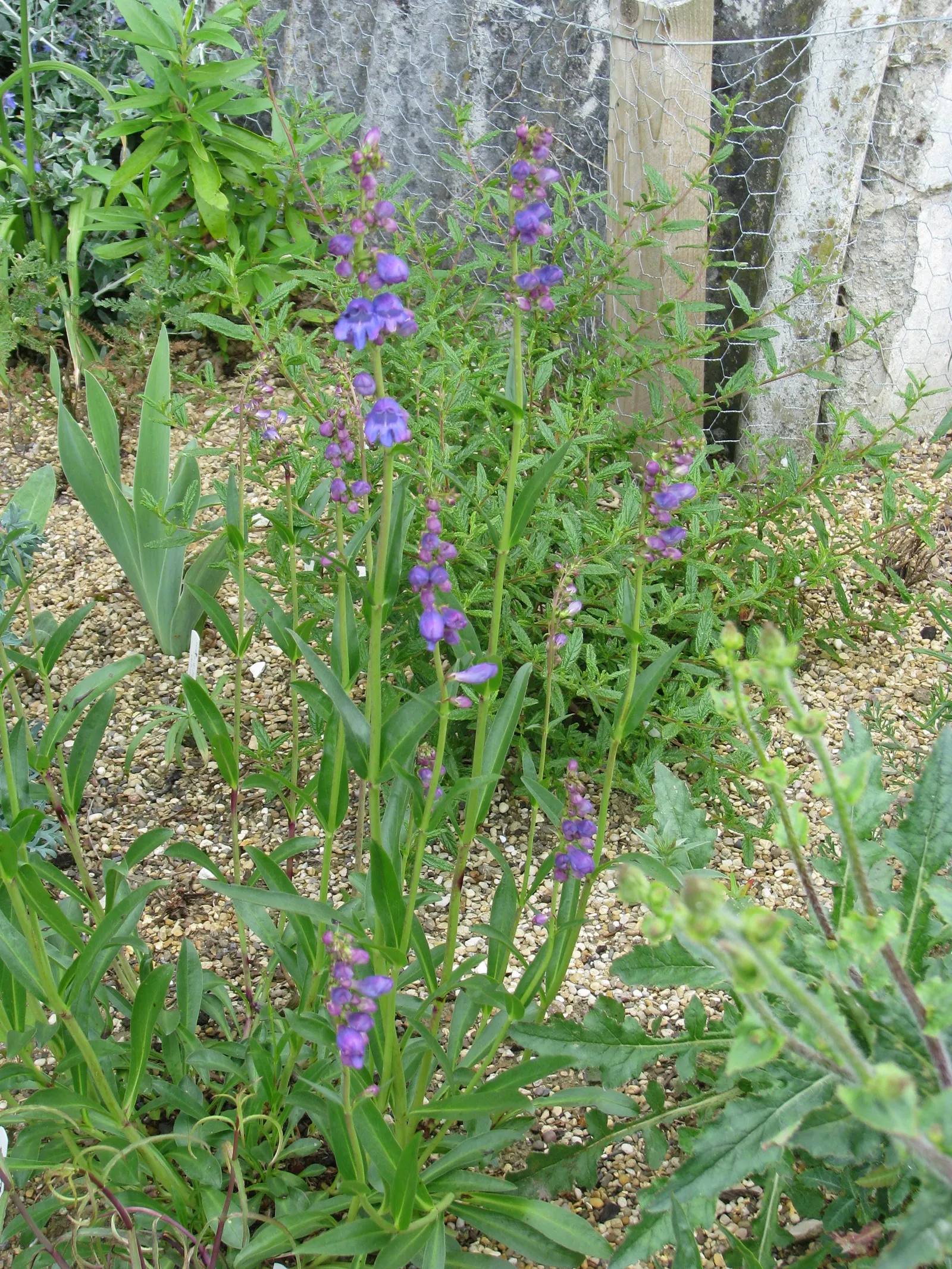Broadleaf Beardtongue (Penstemon Strictus) — along with its minimal water requirements once established