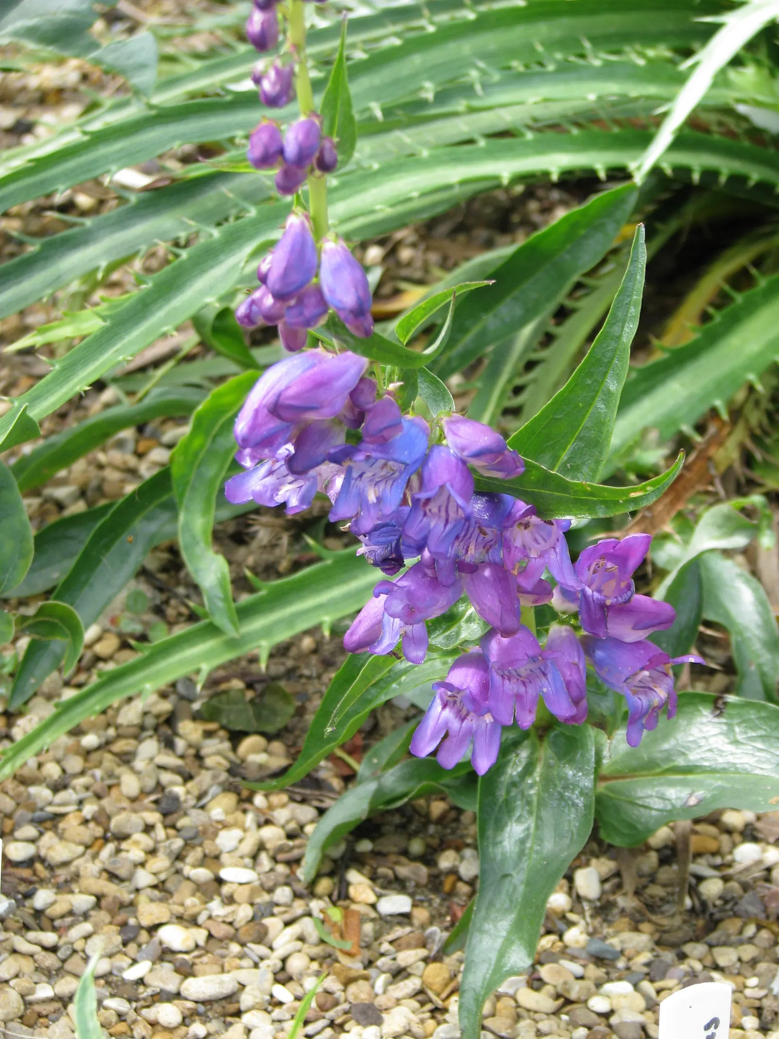 Broadleaf Beardtongue (Penstemon Strictus) — This hardy plant is indigenous to the western United States and thrives in USDA hardiness zones 4 through 9