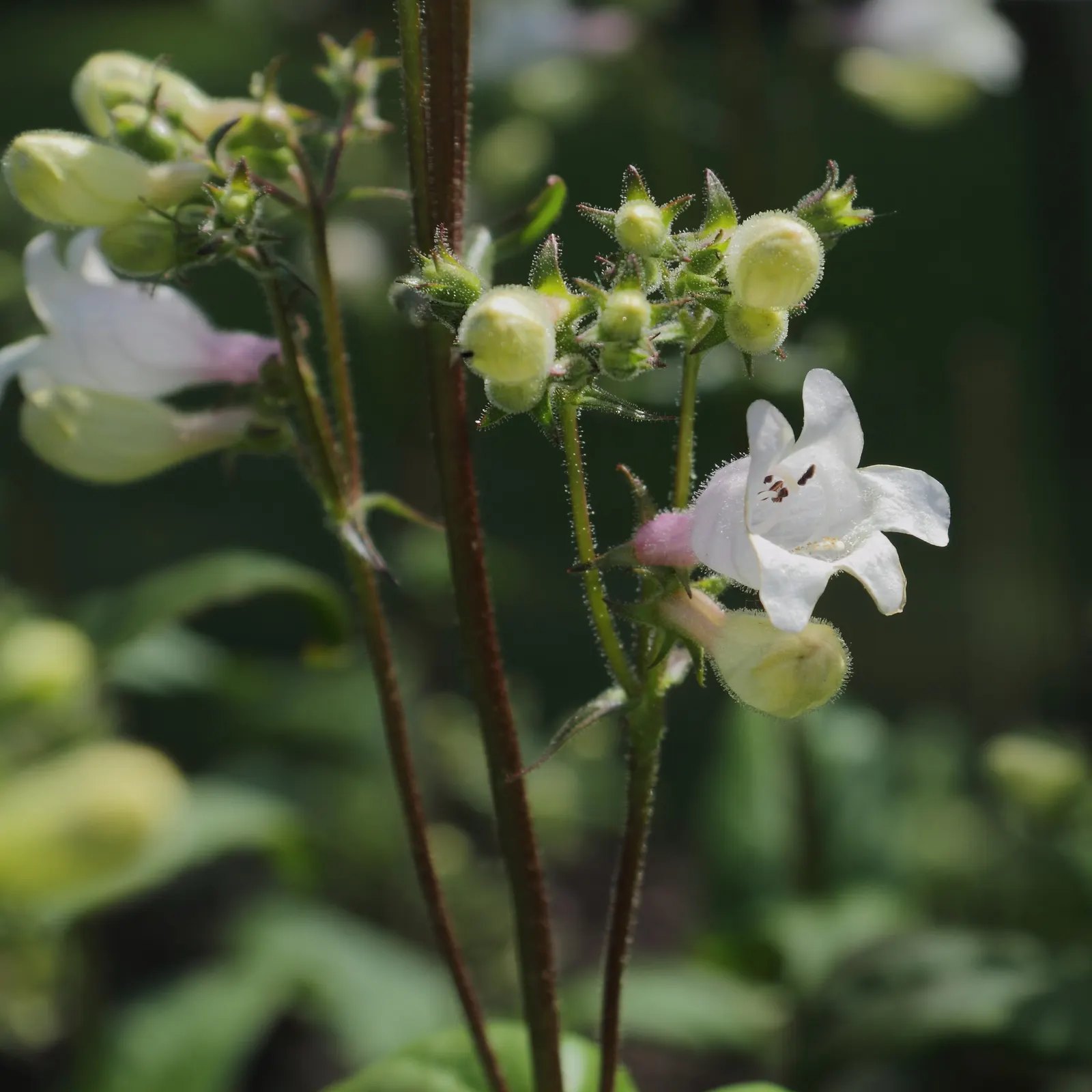 Broadleaf Beardtongue (Penstemon Strictus) — Ideal for rock gardens, borders, and attracting pollinators