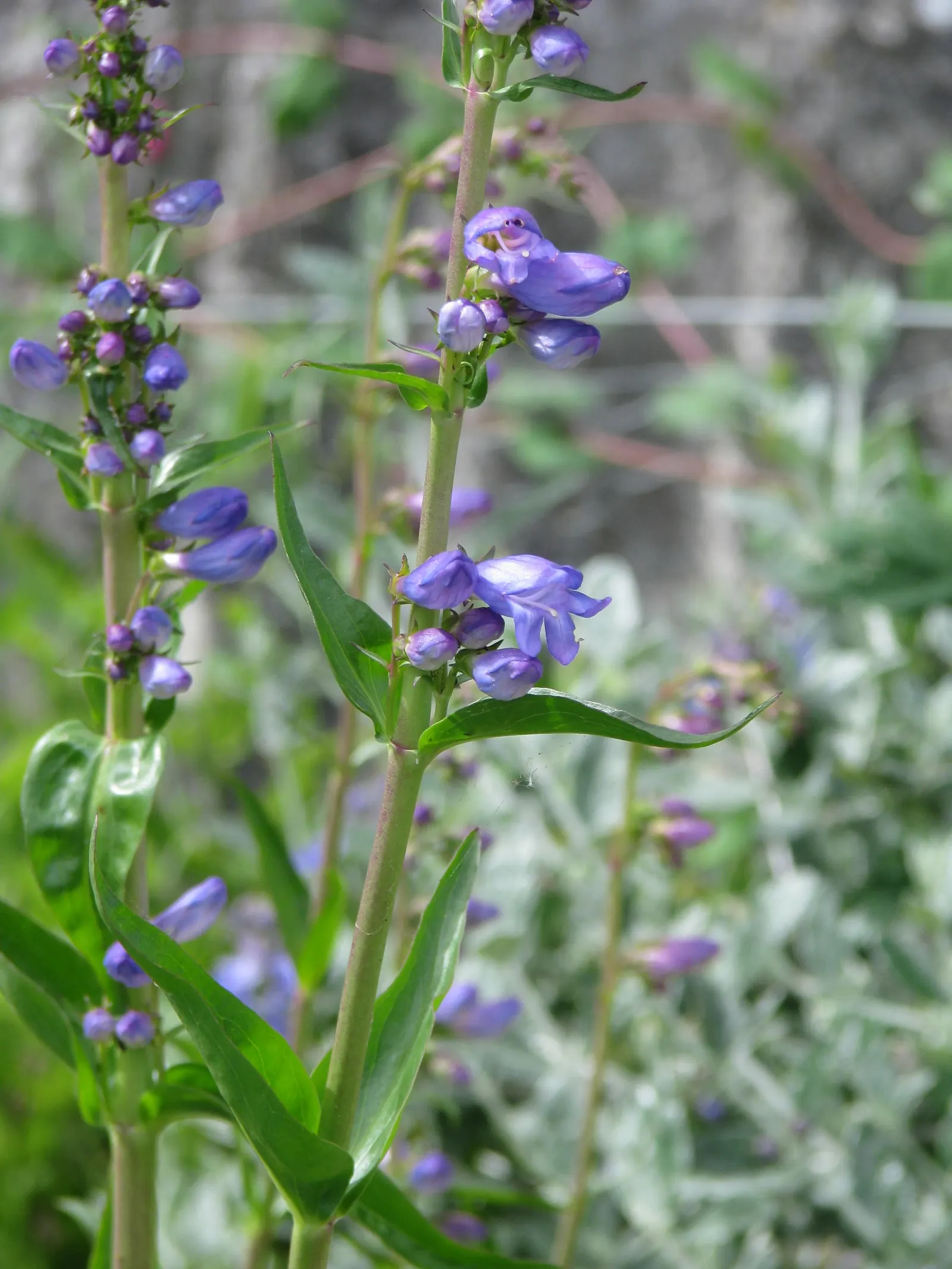 Broadleaf Beardtongue (Penstemon Strictus) — needing only occasional deadheading to promote further blooming