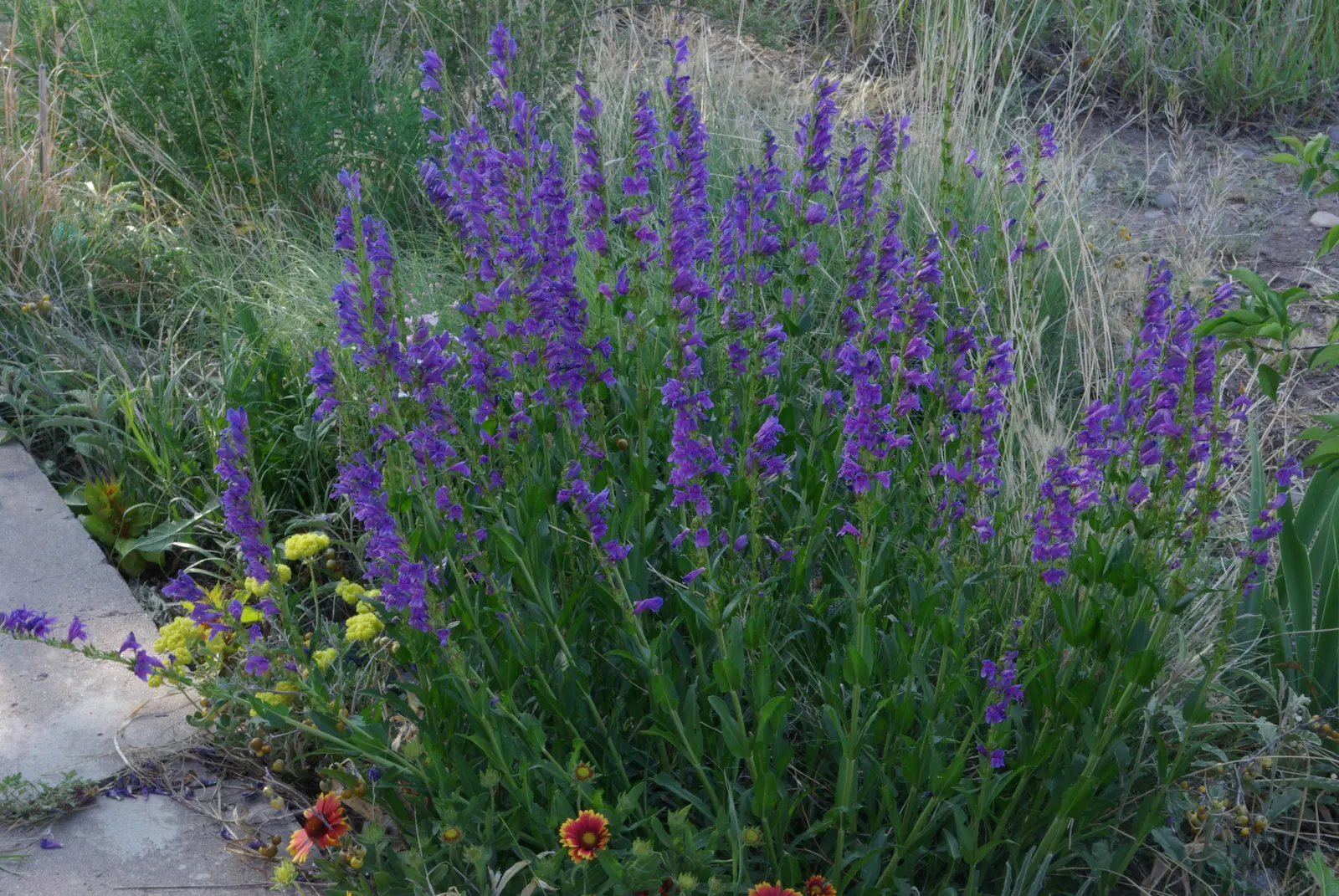 Broadleaf Beardtongue (Penstemon Strictus) — or as a colorful accent in a rock garden