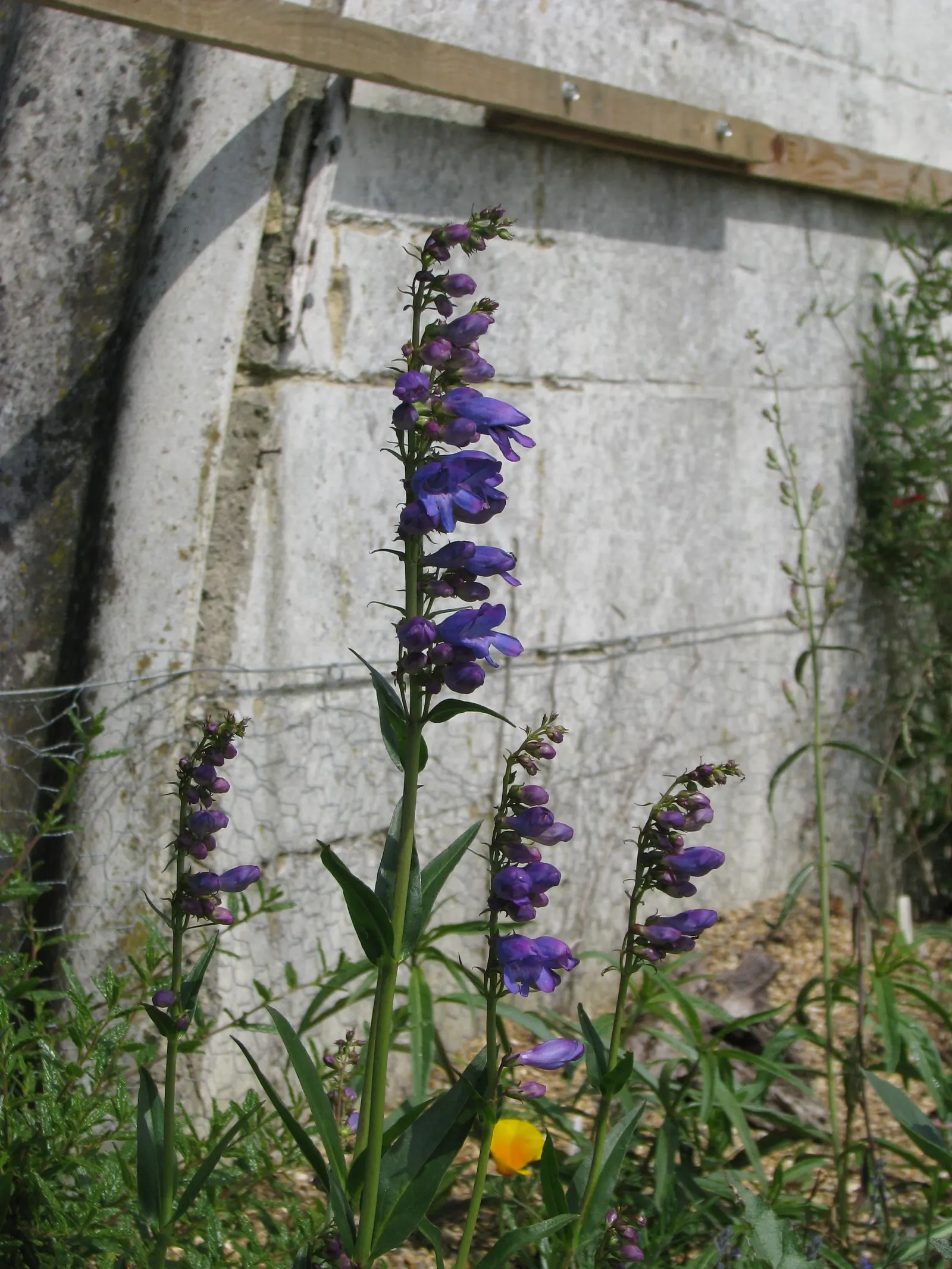 Broadleaf Beardtongue (Penstemon Strictus) — Its narrow, glossy green leaves form a sturdy base