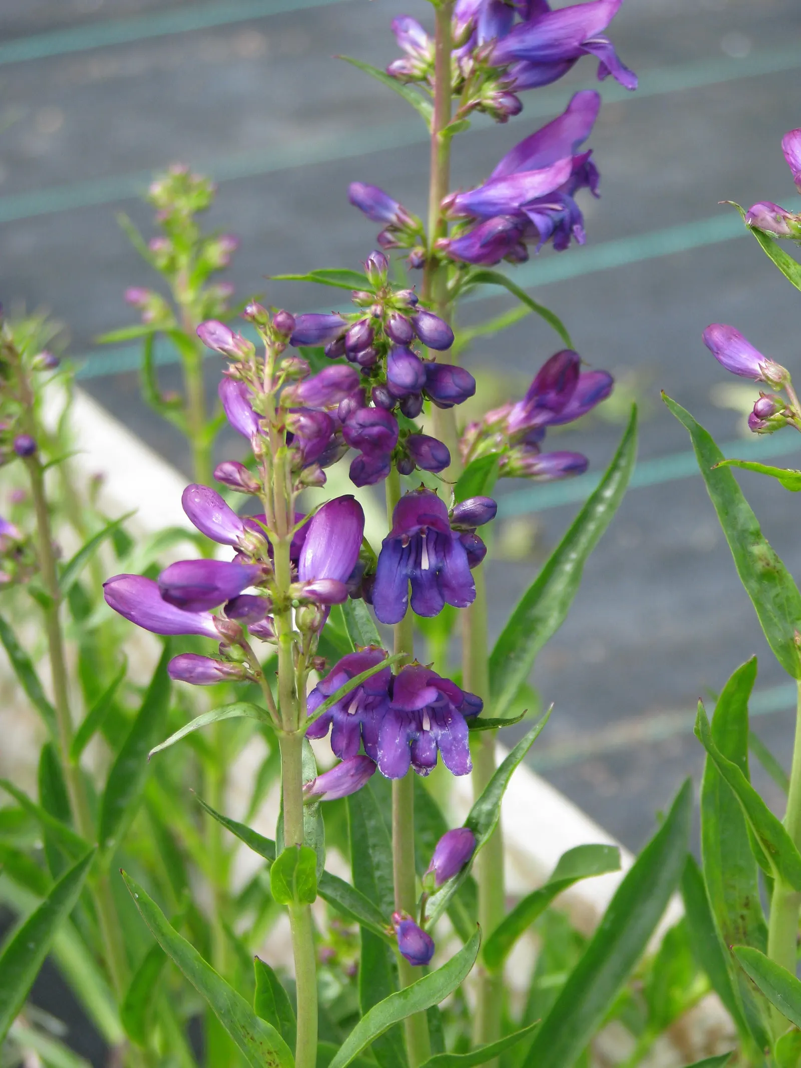 Broadleaf Beardtongue (Penstemon Strictus) — Its lance-shaped, bluish-green leaves form a dense foliage base from which striking, tubular flowers emerge