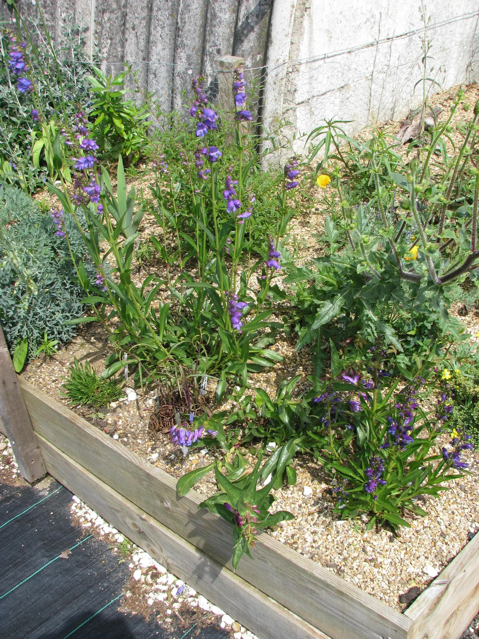 Broadleaf Beardtongue (Penstemon Strictus) — it requires minimal maintenance