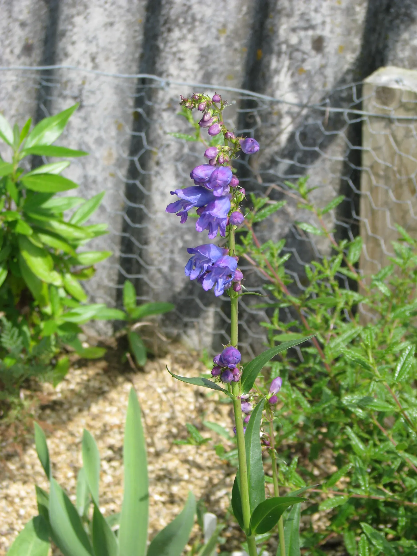 Broadleaf Beardtongue (Penstemon Strictus) — perennial with blue blooms
