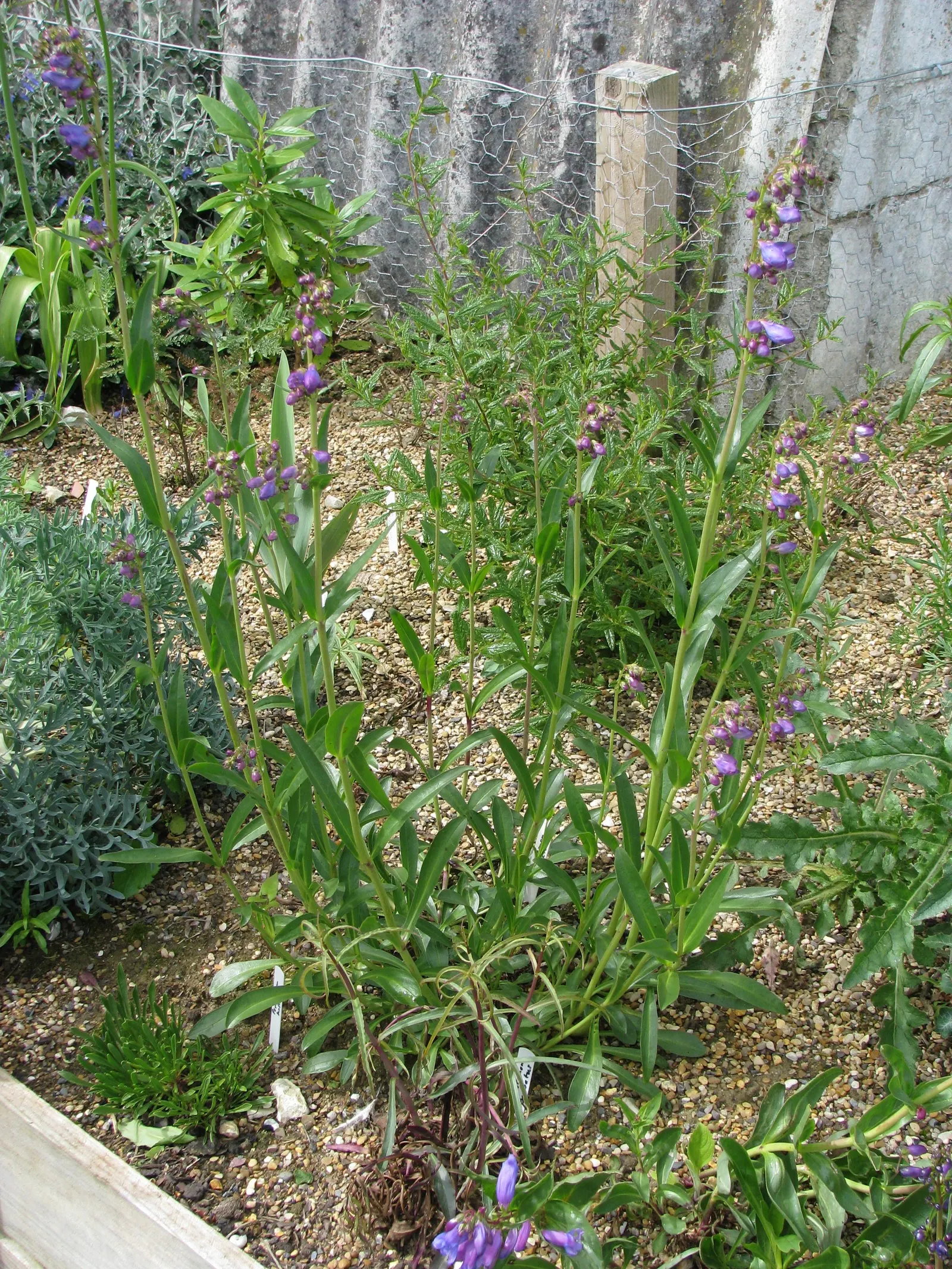 Broadleaf Beardtongue (Penstemon Strictus) — blue flowers in the garden