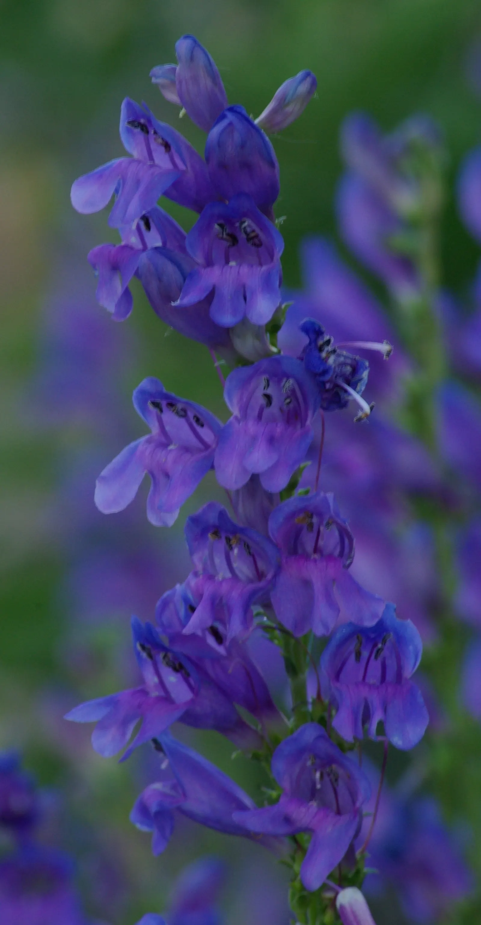 Broadleaf Beardtongue (Penstemon Strictus) — Pineleaf Beardtongue (Penstemon strictus) is a striking perennial thriving in USDA zones 4-9